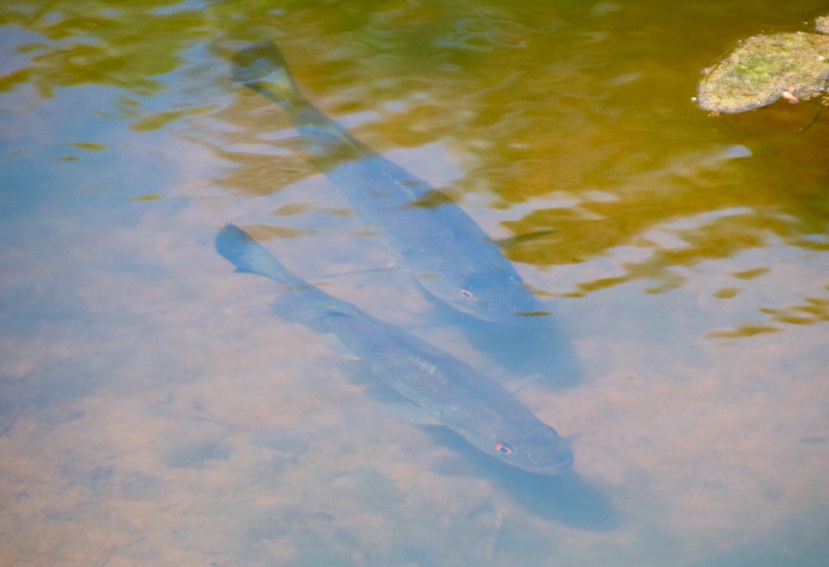Canon EOS 760D (EOS Rebel T6s / EOS 8000D) + Canon 18-270mm sample photo. Fish swimming in our pond today. loving nature photography