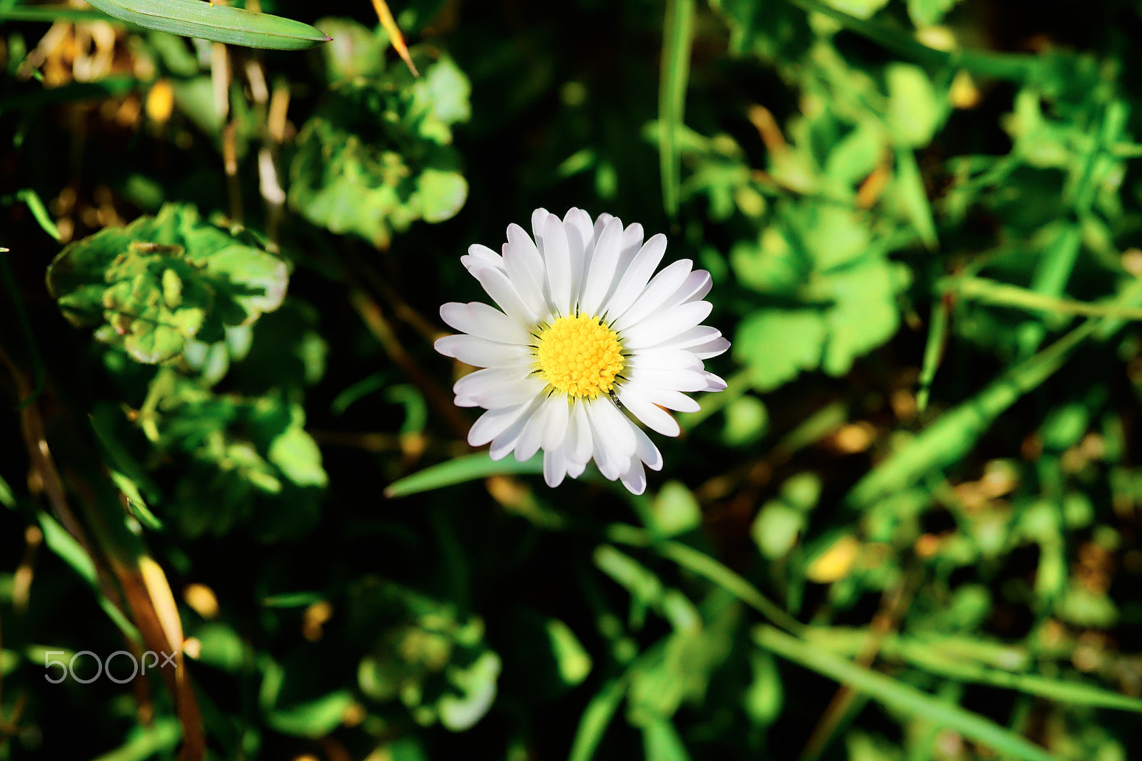 Sony a7 + Minolta AF 100mm F2.8 Macro [New] sample photo. Spring macro - paquerette photography