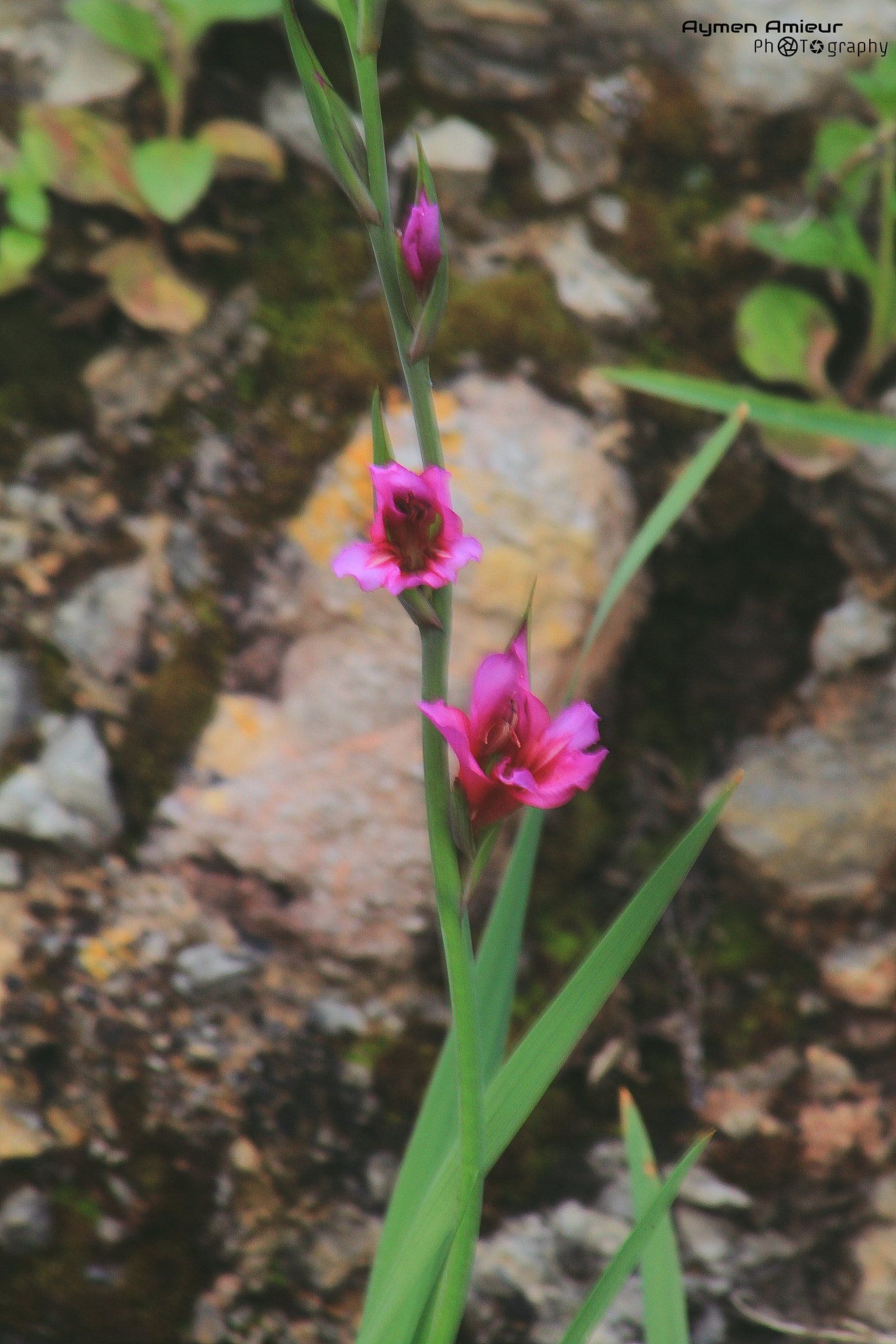 Canon EF 75-300mm f/4-5.6 USM sample photo. Flawers photography