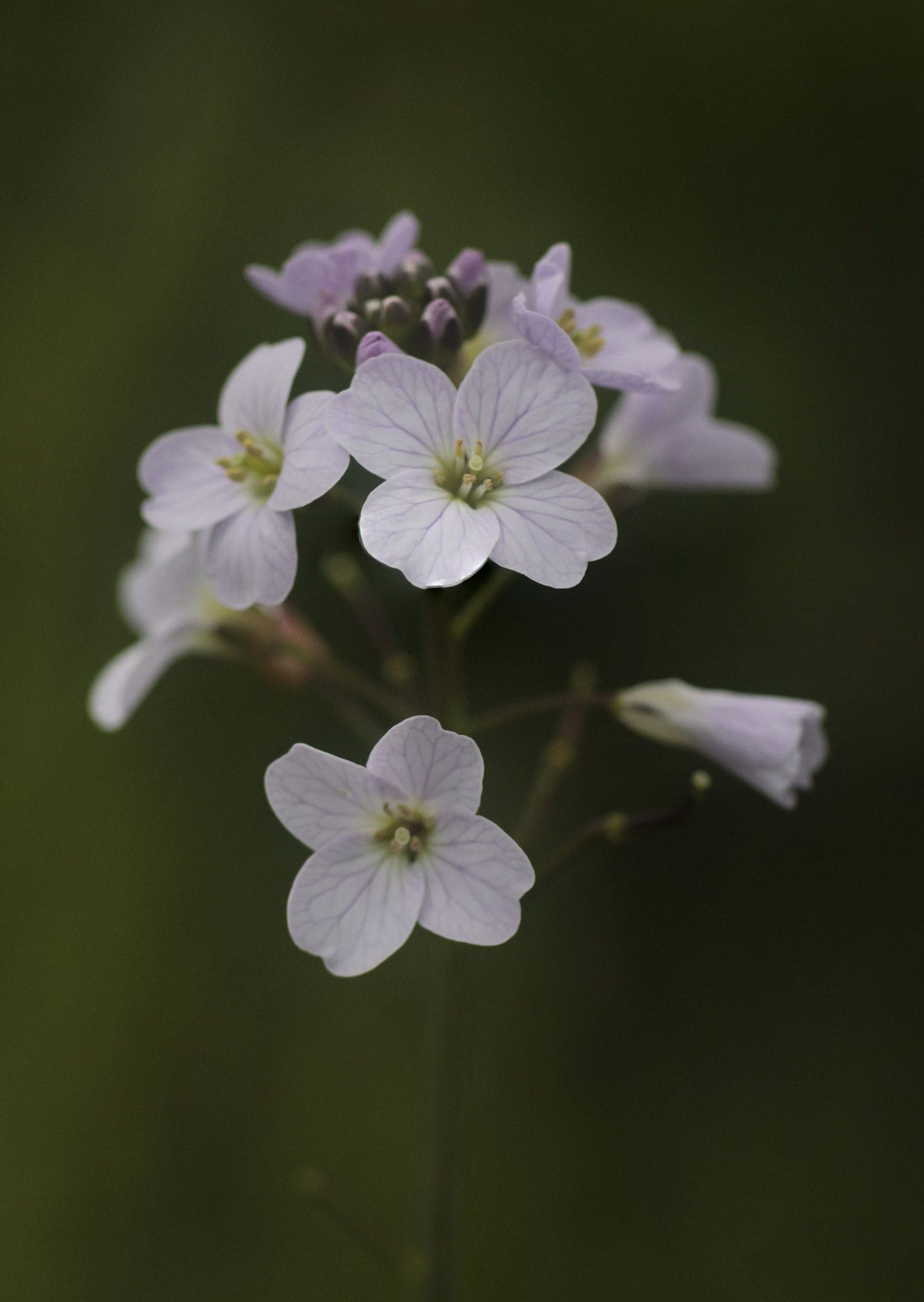 Canon EOS 550D (EOS Rebel T2i / EOS Kiss X4) + Canon EF 100mm F2.8 Macro USM sample photo. Cardamine photography