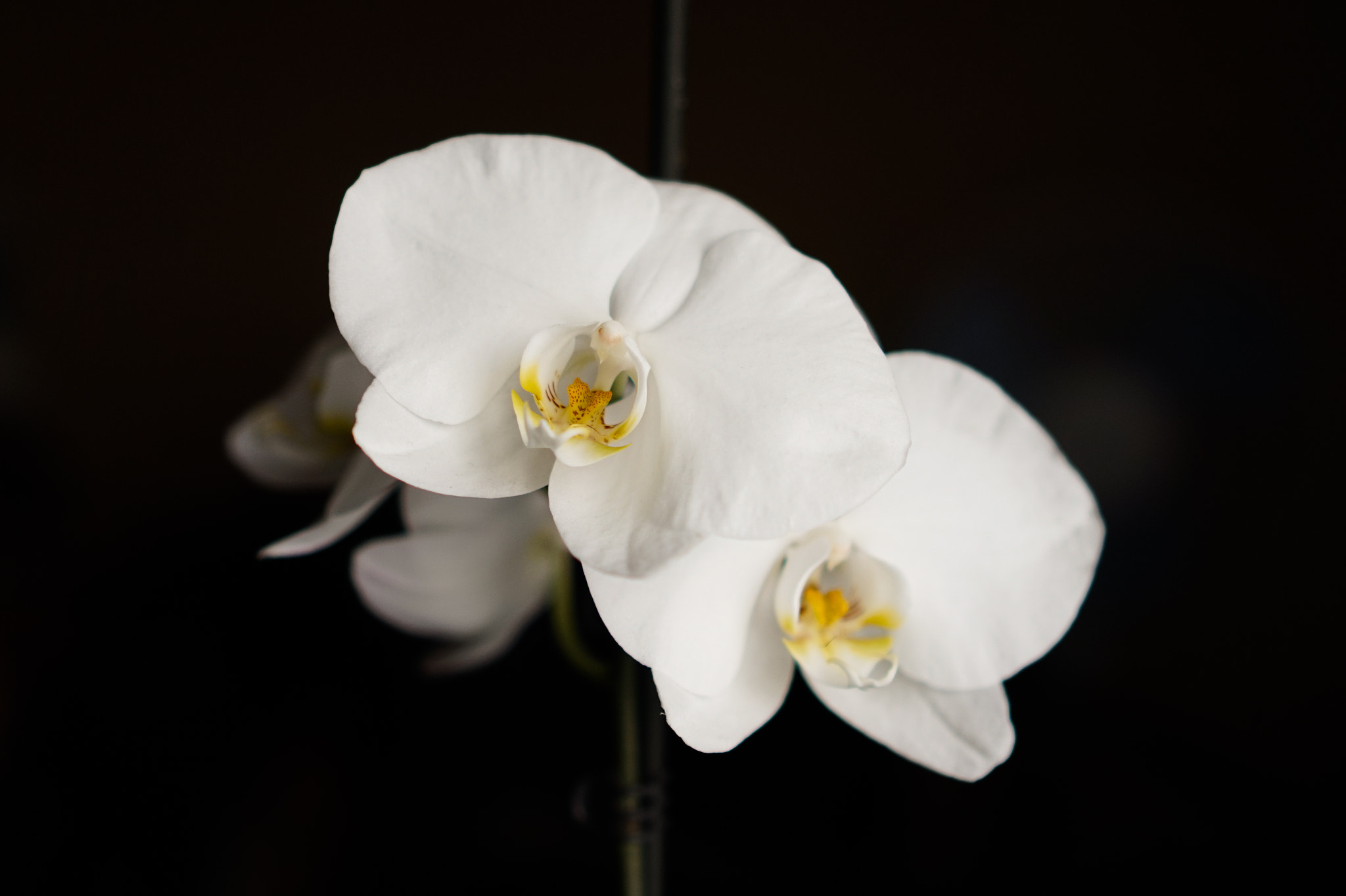 Sony Alpha a5000 (ILCE 5000) + Sony E 35mm F1.8 OSS sample photo. White phalaenopsis photography