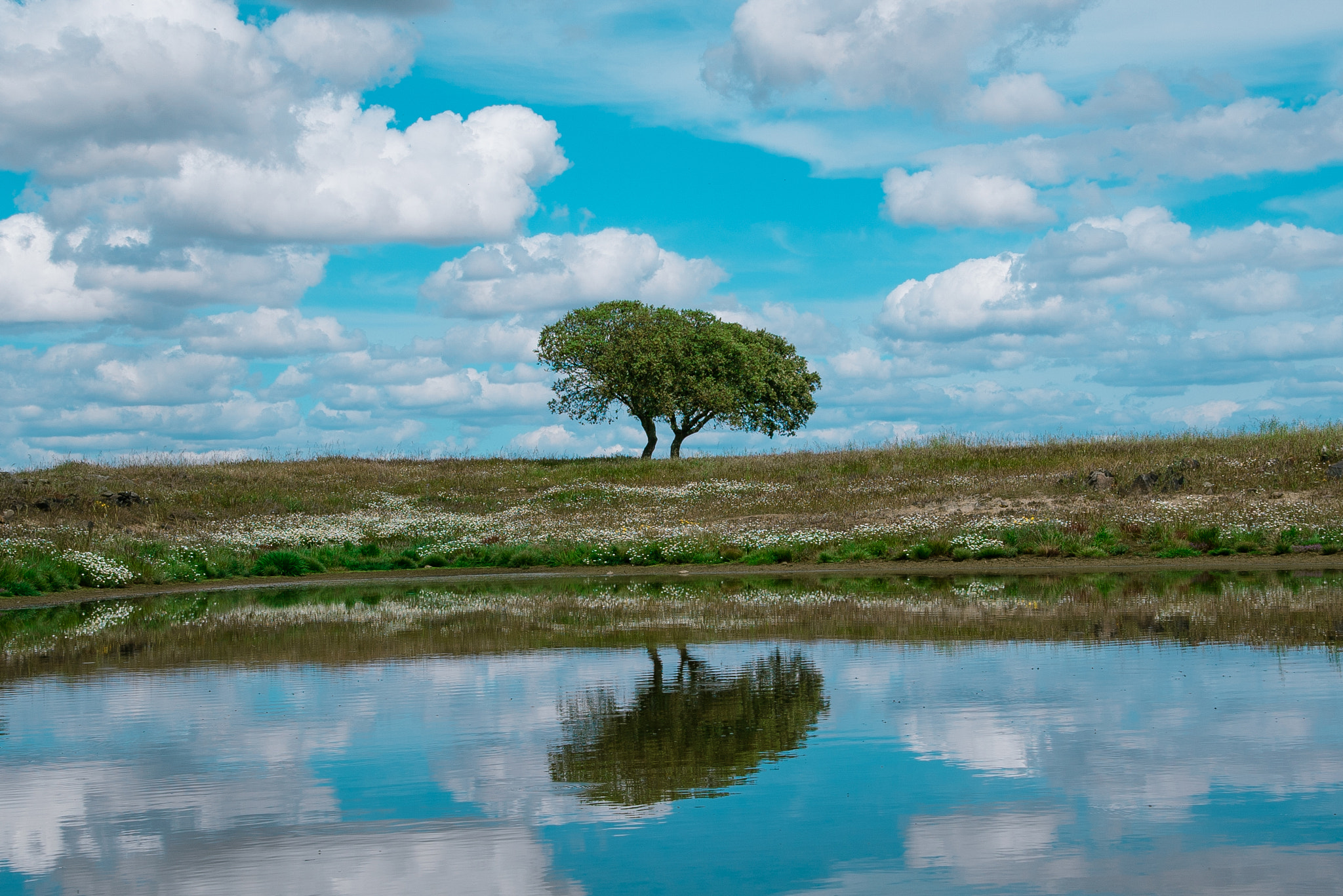 Sony a7S sample photo. Tree reflex photography