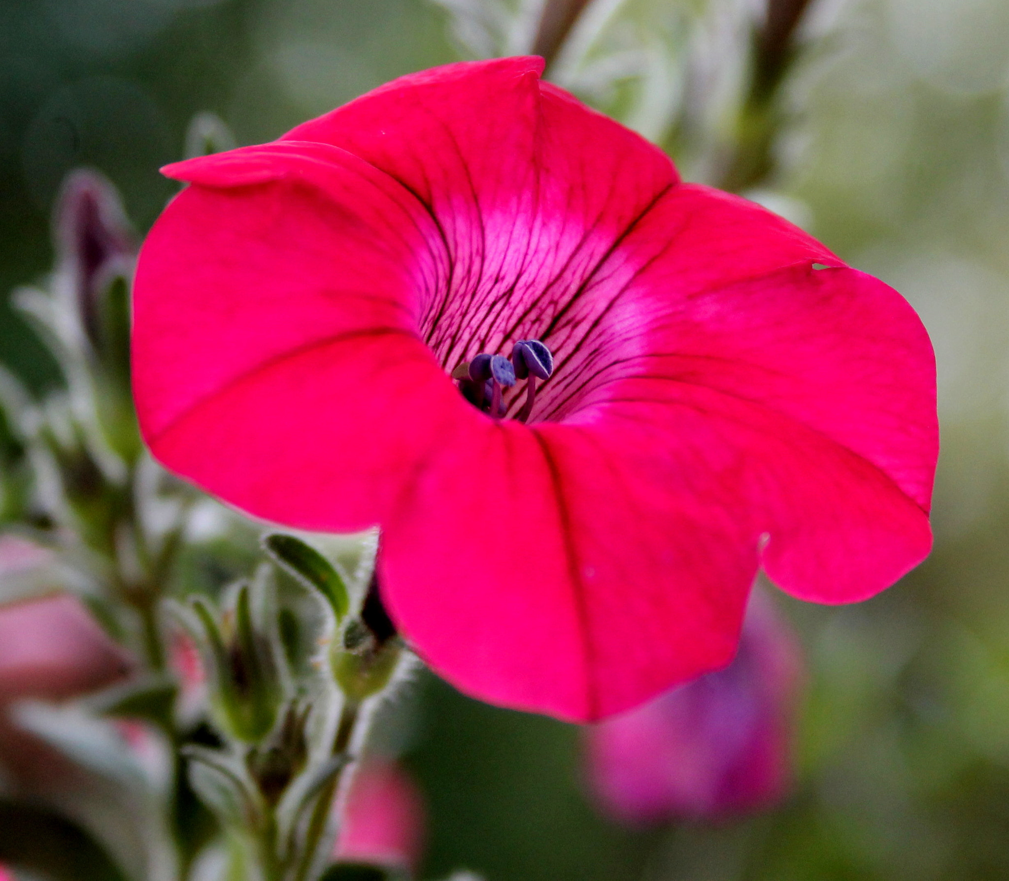 Canon EF-S 18-55mm F3.5-5.6 sample photo. 8.jpg photography