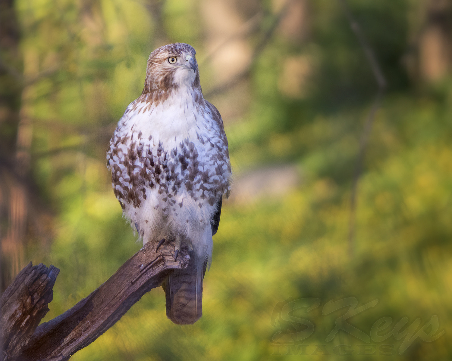 Nikon D7200 + Sigma 500mm F4.5 EX DG HSM sample photo. Thinking of the new day (red-tail hawk) photography