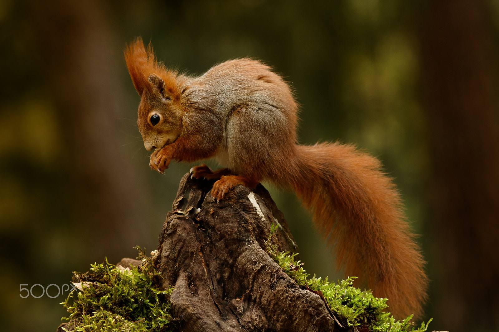 Canon EOS 760D (EOS Rebel T6s / EOS 8000D) + Canon EF 200mm F2.8L II USM sample photo. Veverčák na pařízku:-) photography