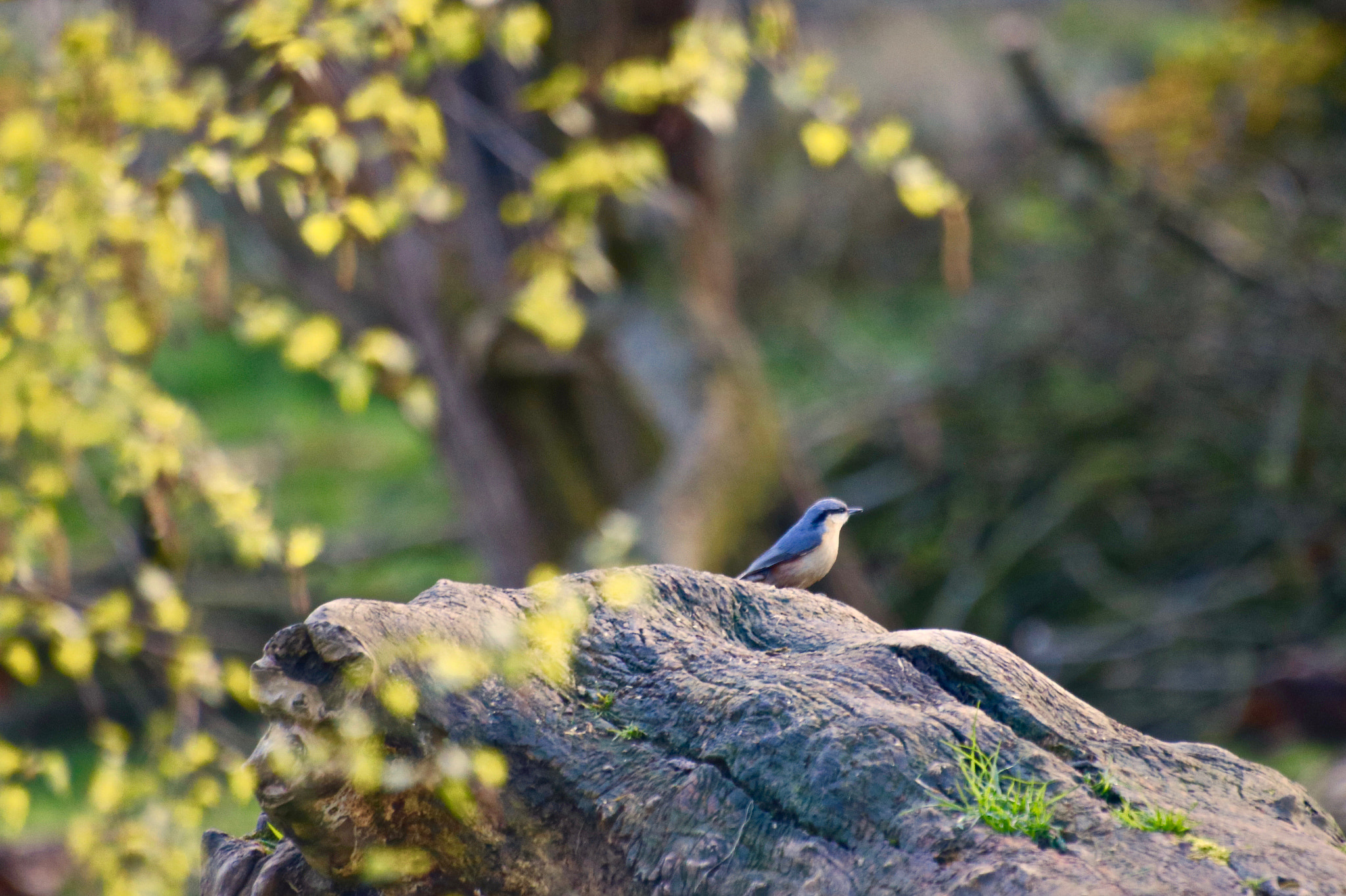 Sigma 70-300mm F4-5.6 APO DG Macro sample photo. Bird photography