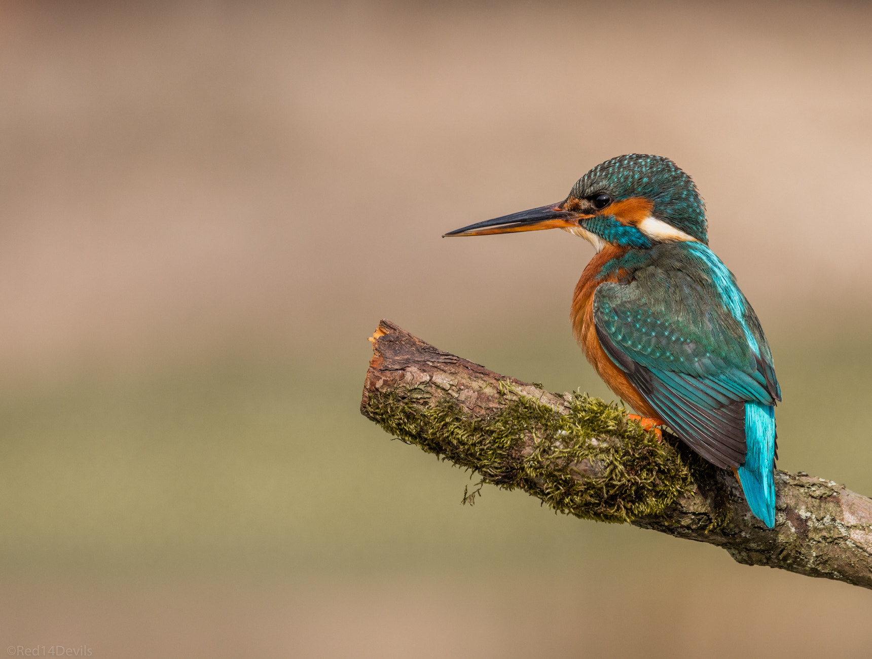 Canon EF 100-400mm F4.5-5.6L IS II USM sample photo. Common kingfisher photography