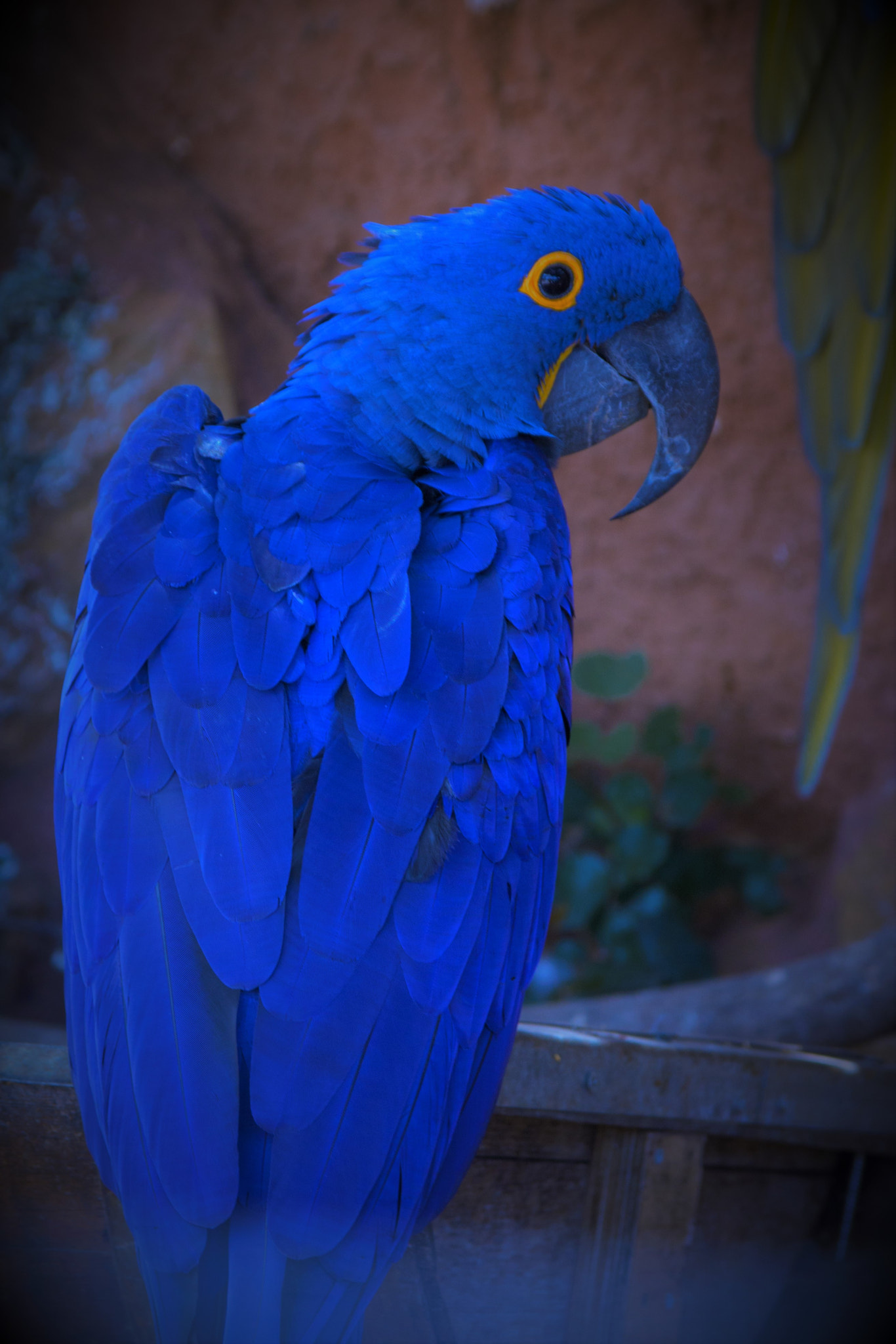 Sigma 17-70mm F2.8-4 DC Macro OS HSM sample photo. Blue parrot - hyacinth macaw photography
