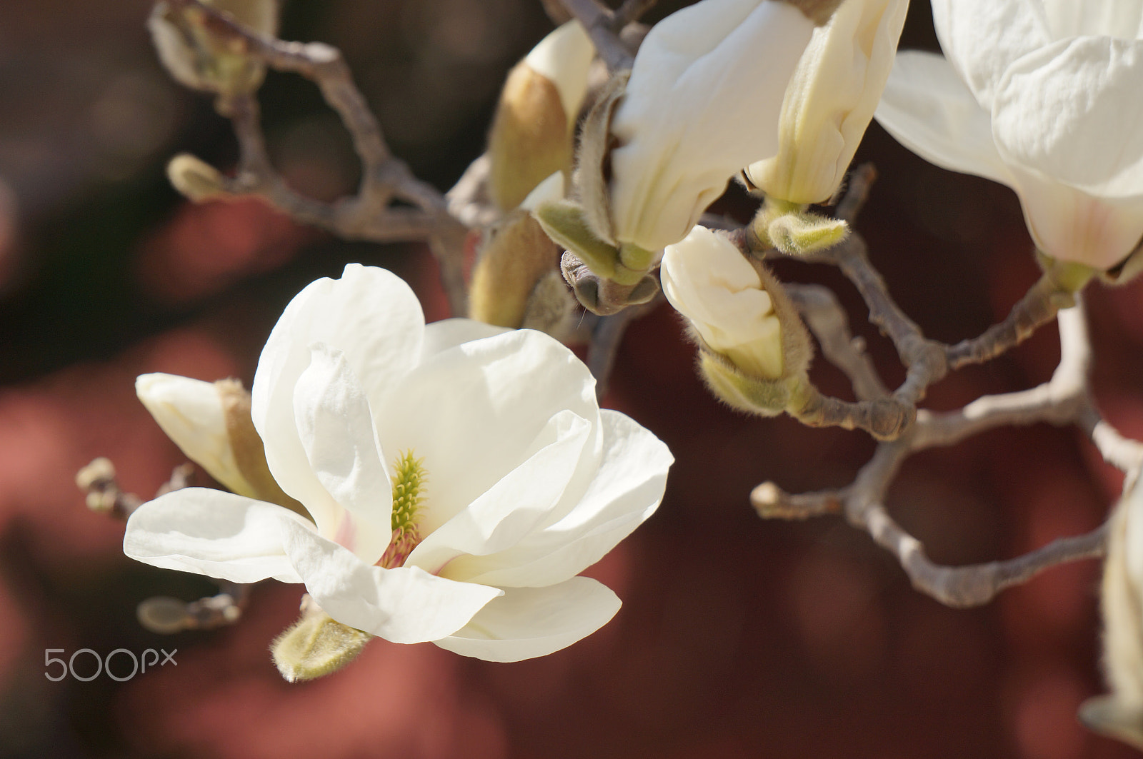 Sony E 55-210mm F4.5-6.3 OSS sample photo. 白玉兰 photography