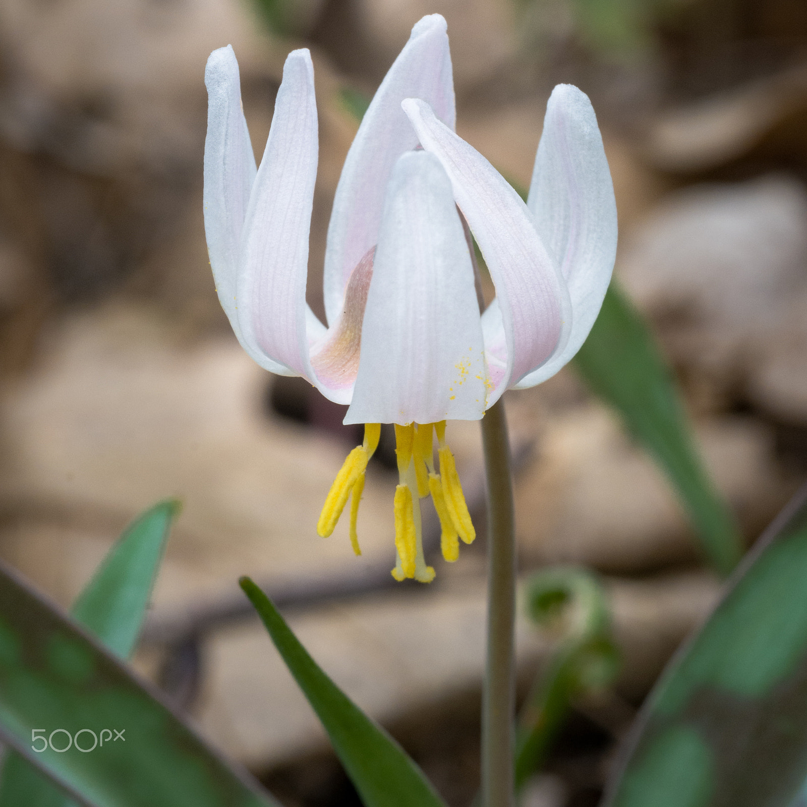 Nikon D7100 + AF Micro-Nikkor 55mm f/2.8 sample photo. Spring ephemeral photography