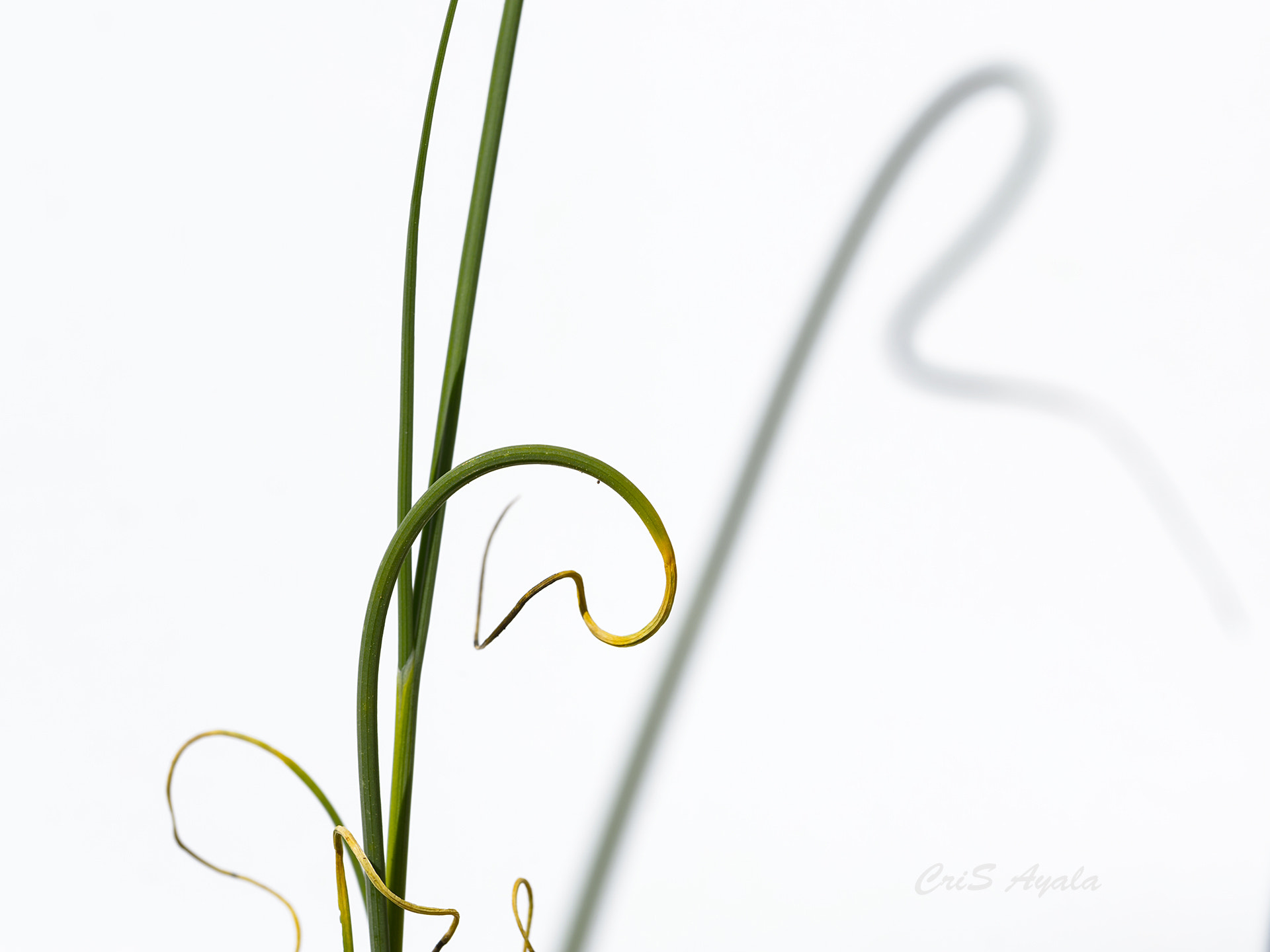 Nikon D4 sample photo. Nature's talkings photography