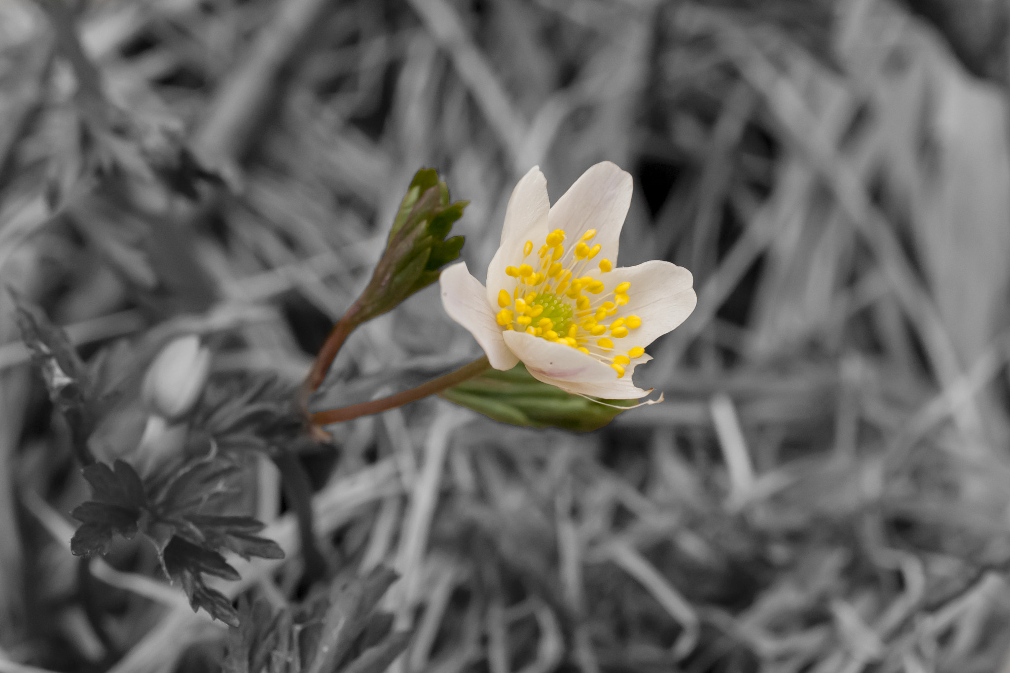 Nikon AF-S DX Micro Nikkor 40mm F2.8 sample photo. Springtime photography