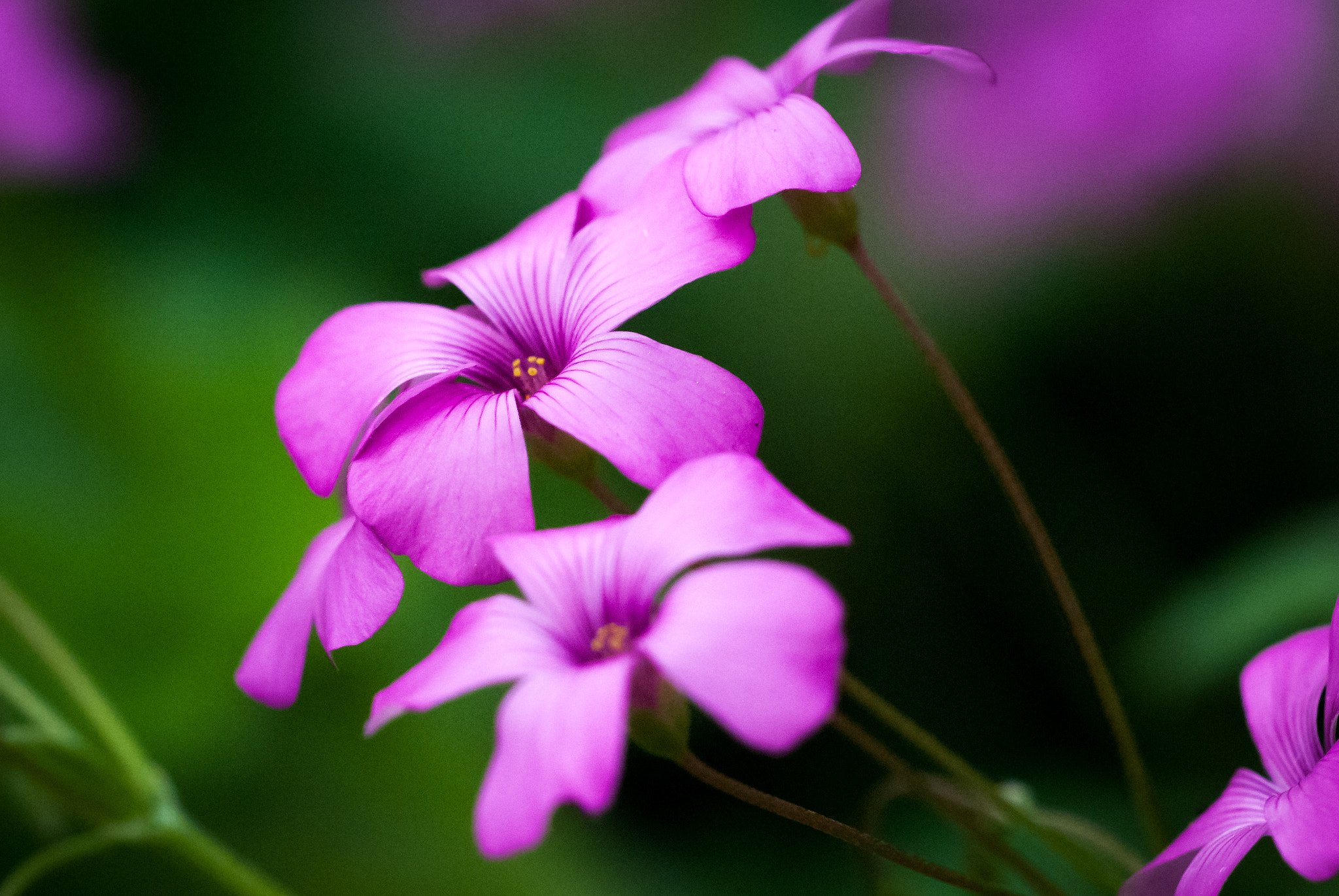 Nikon D80 + Sigma 150mm F2.8 EX DG Macro HSM sample photo. Common violet flower, oxalis rubra photography