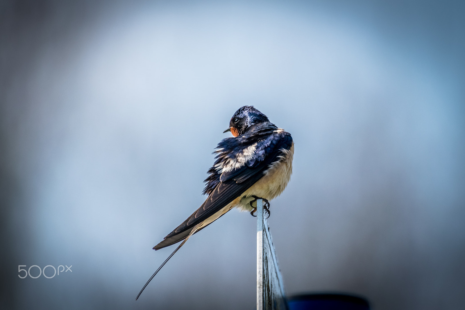 Sigma 50-500mm F4.5-6.3 DG OS HSM sample photo. Swallow photography