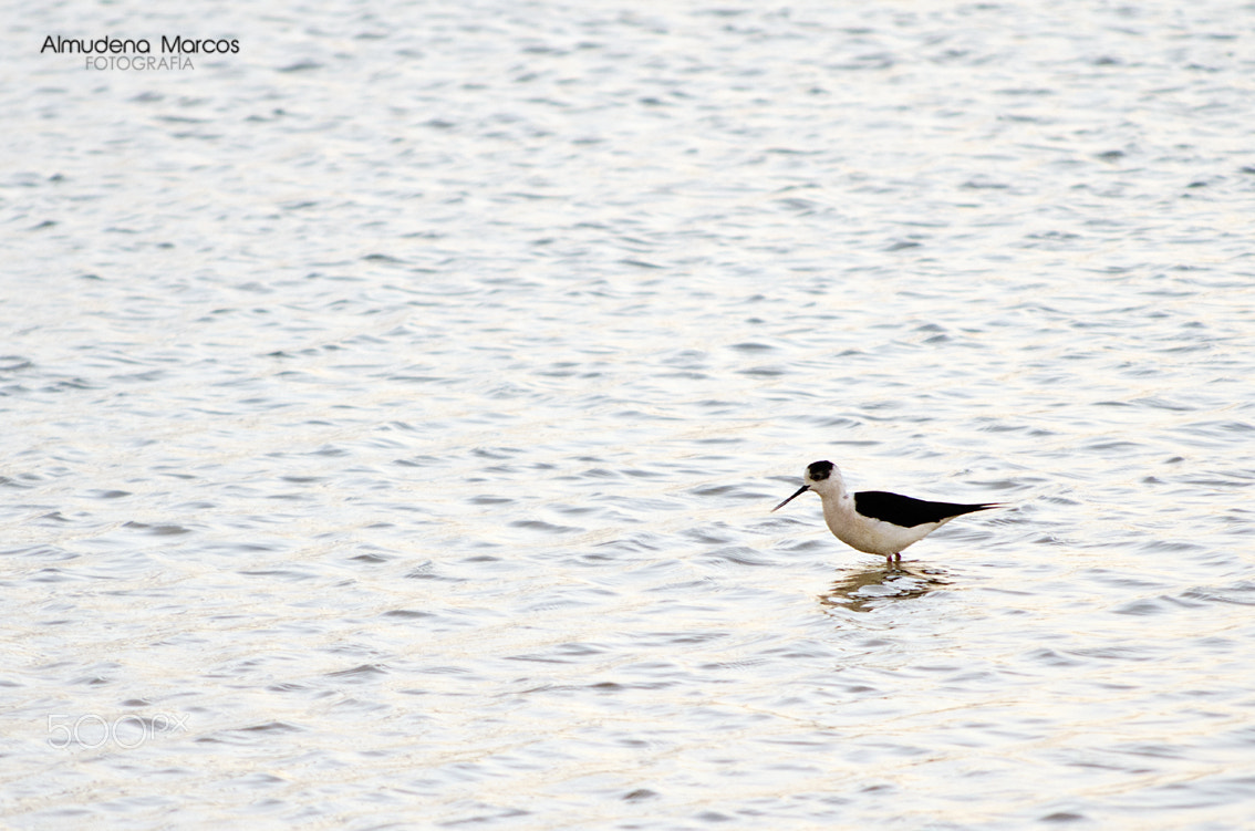AF Nikkor 70-210mm f/4-5.6D sample photo. Tu momento photography