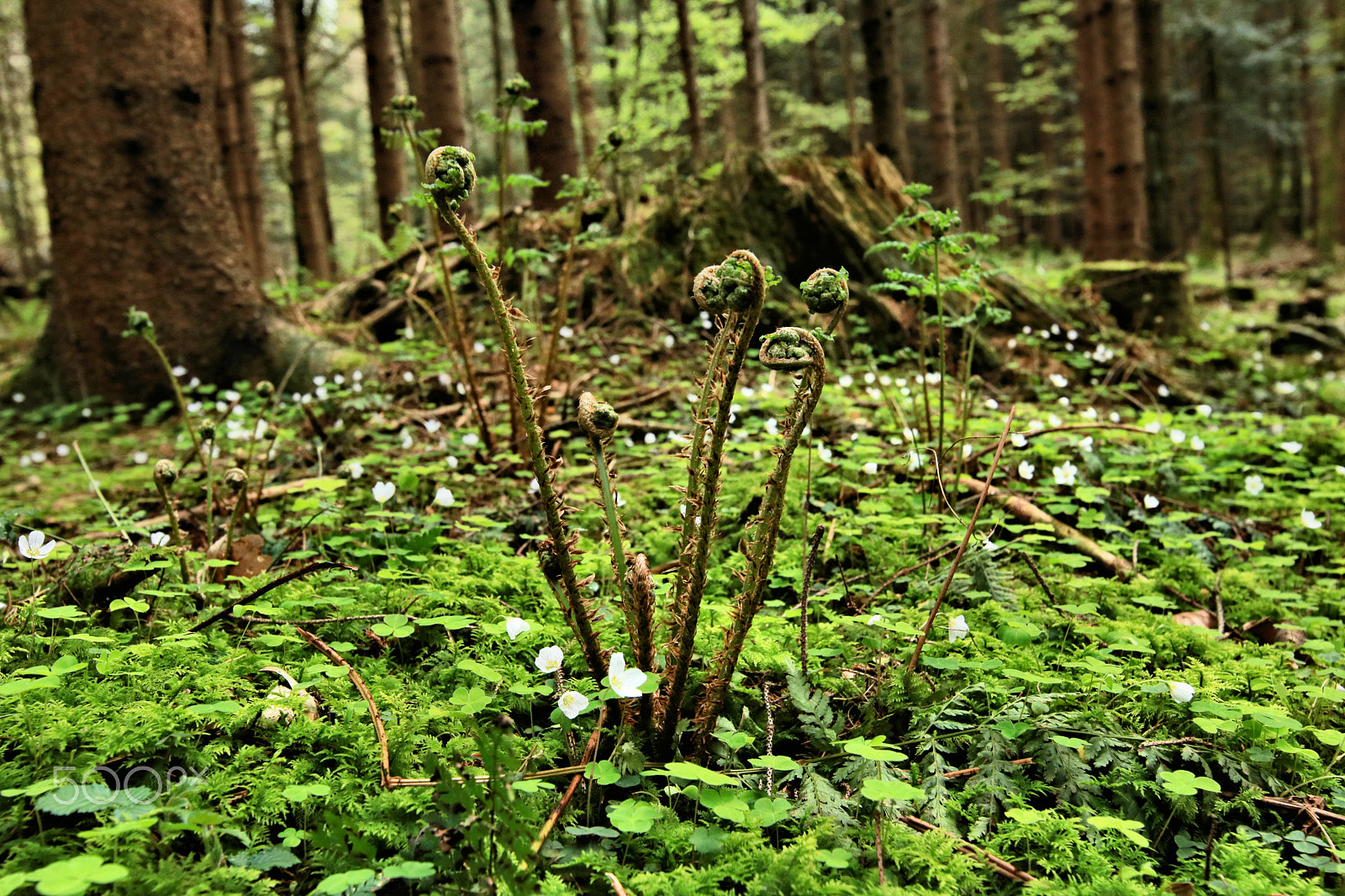 Canon EOS 750D (EOS Rebel T6i / EOS Kiss X8i) sample photo. The awakening wood 1 photography