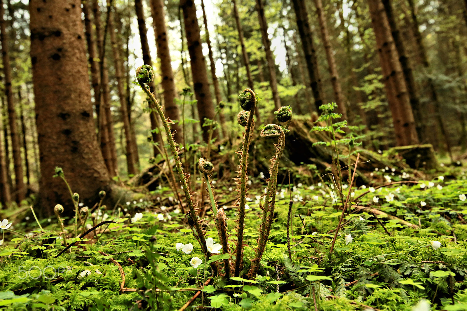 Canon EOS 750D (EOS Rebel T6i / EOS Kiss X8i) sample photo. The awakening wood 2 photography