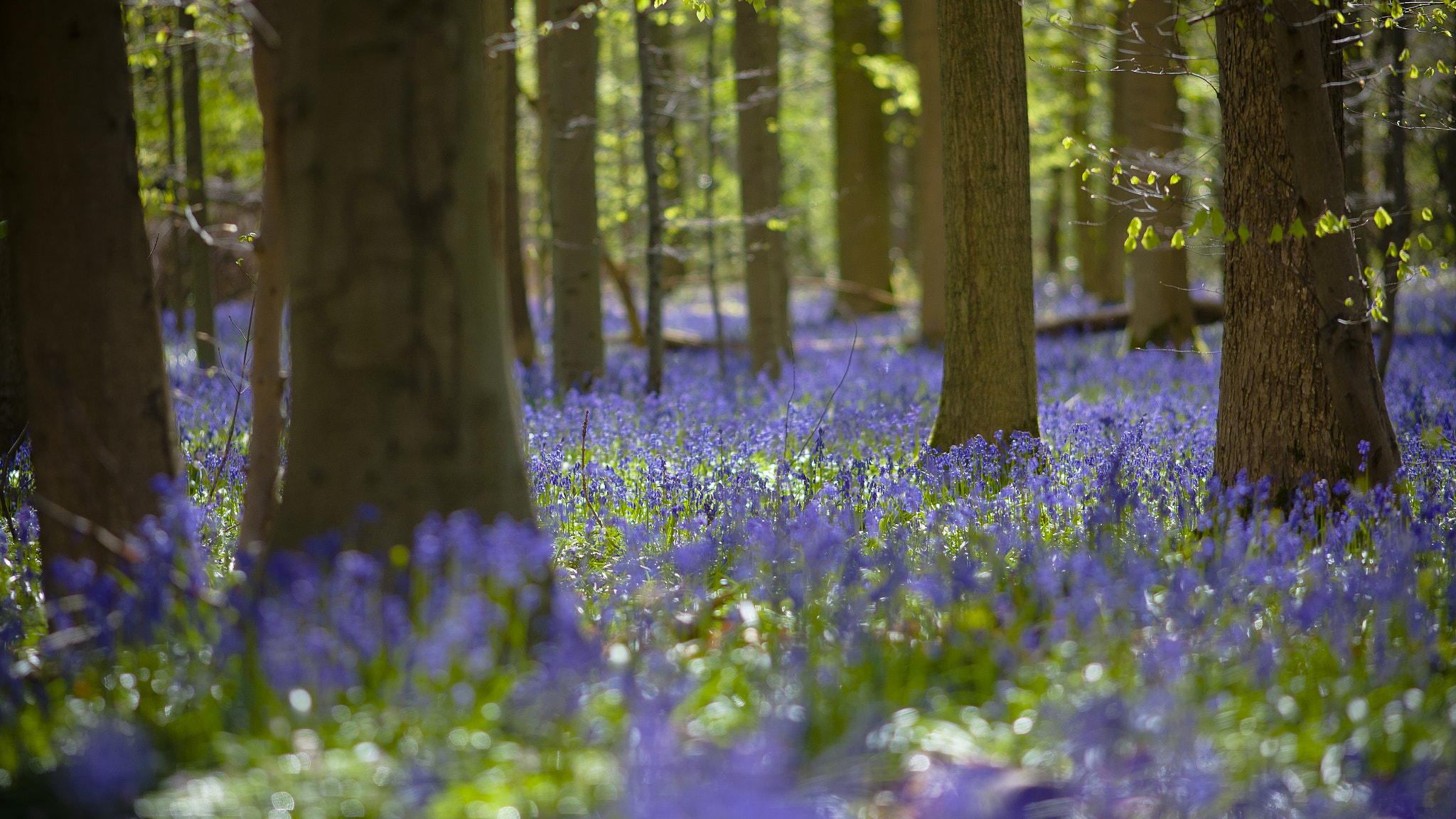 Canon EOS 5D + Canon EF 200mm F2.8L II USM sample photo. Hallerbos photography