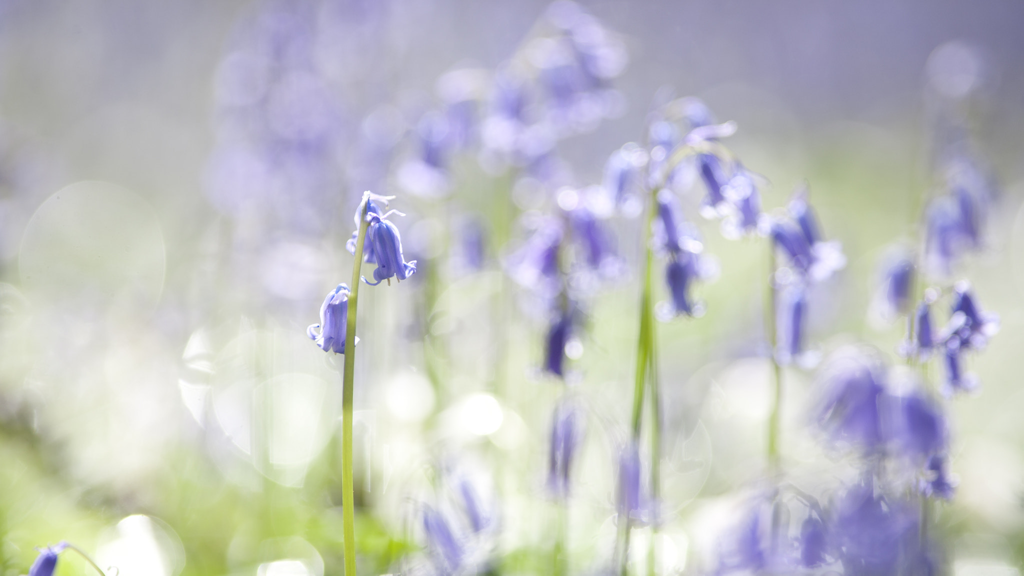 Canon EOS 5D + Canon EF 200mm F2.8L II USM sample photo. Hallerbos photography