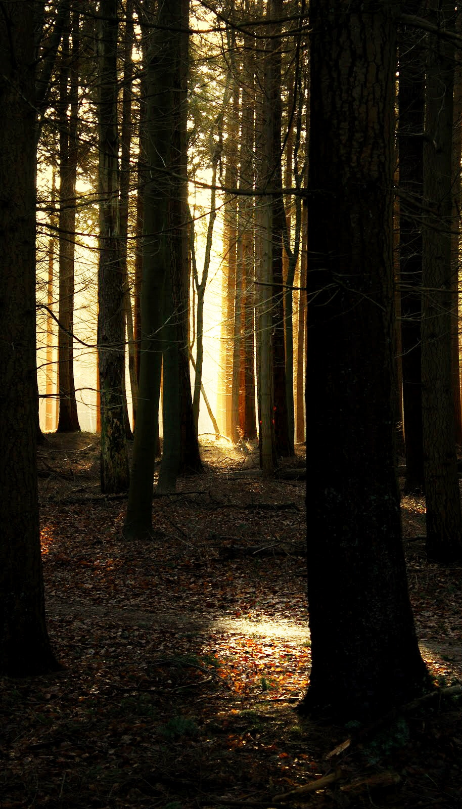 Canon EF-S 18-55mm F3.5-5.6 IS sample photo. Woods photography