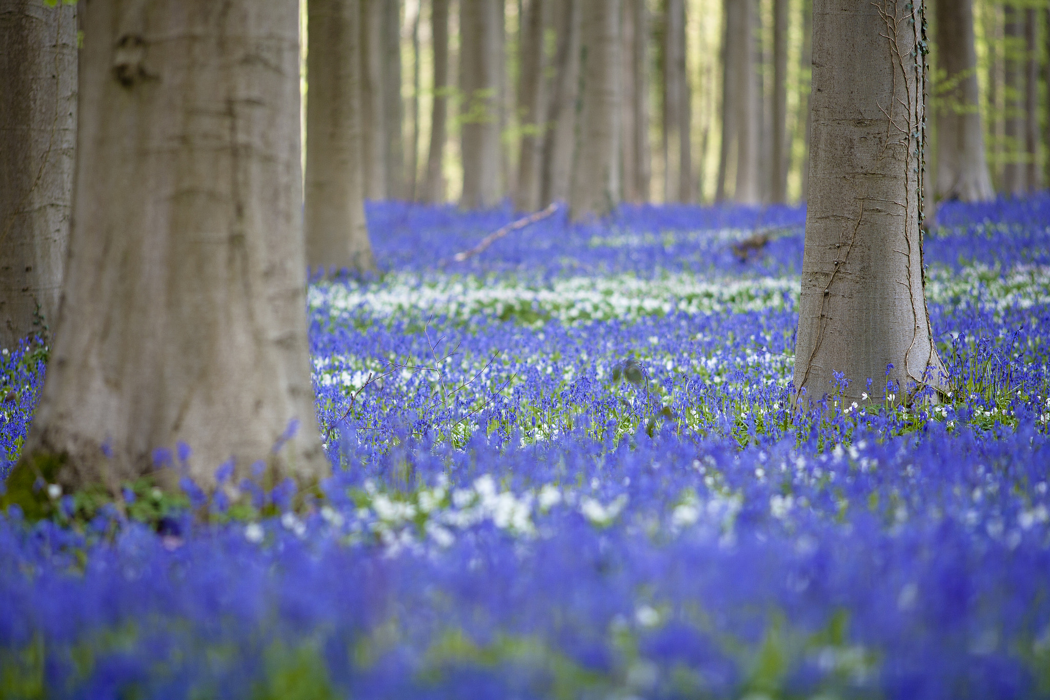 Canon EOS 5D + Canon EF 200mm F2.8L II USM sample photo. Hallerbos photography