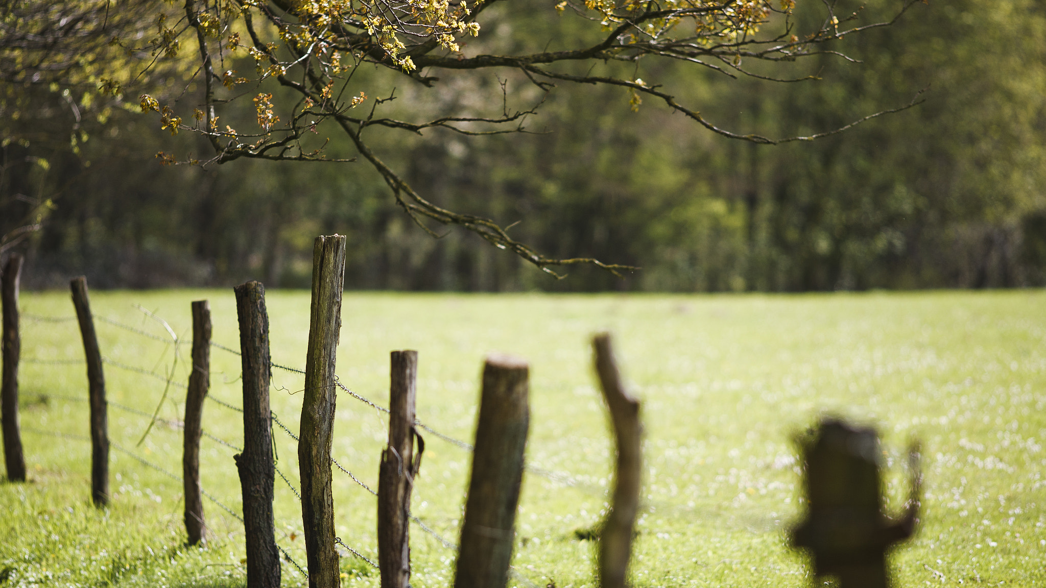 Canon EOS 5D + Canon EF 200mm F2.8L II USM sample photo. Hallerbos photography