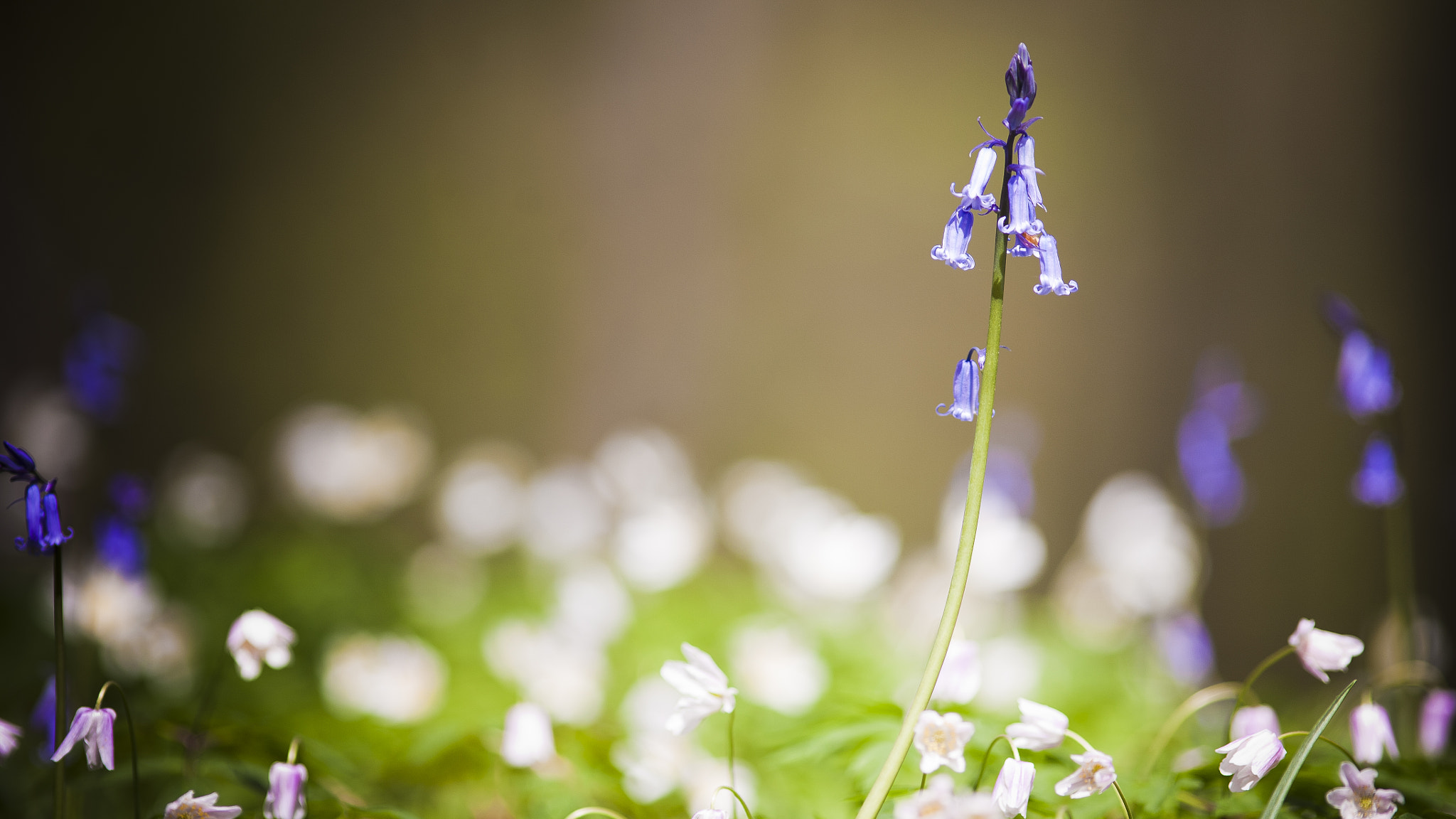 Canon EOS 5D + Canon EF 200mm F2.8L II USM sample photo. Hallerbos photography