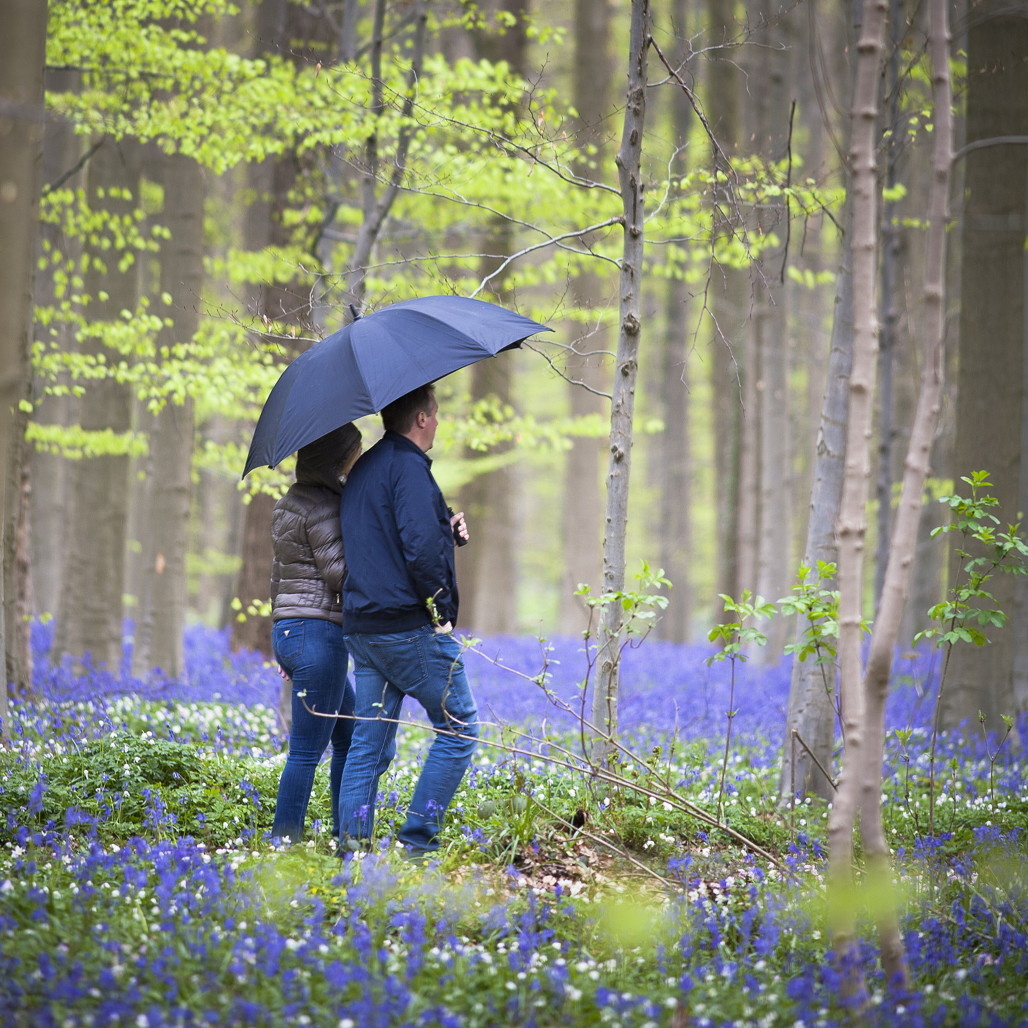 Canon EOS 5D + Canon EF 200mm F2.8L II USM sample photo. Hallerbos photography