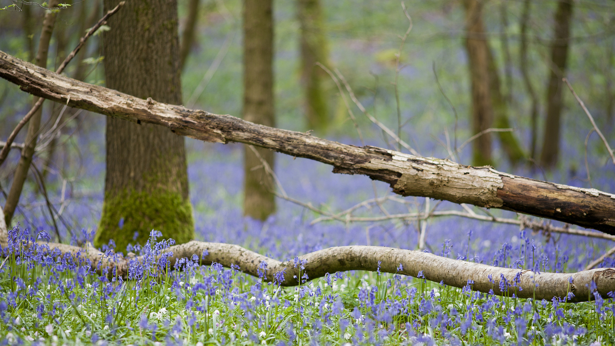 Canon EOS 5D + Canon EF 200mm F2.8L II USM sample photo. Hallerbos photography