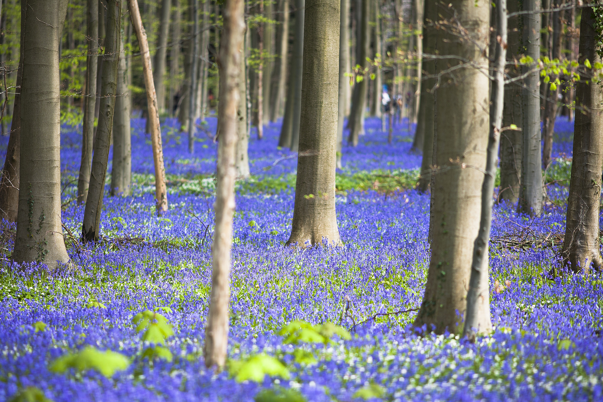 Canon EOS 5D + Canon EF 200mm F2.8L II USM sample photo. Hallerbos photography