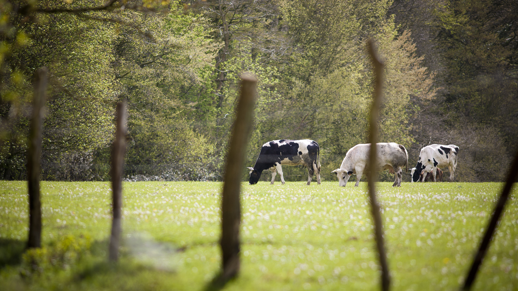 Canon EOS 5D + Canon EF 200mm F2.8L II USM sample photo. Hallerbos photography