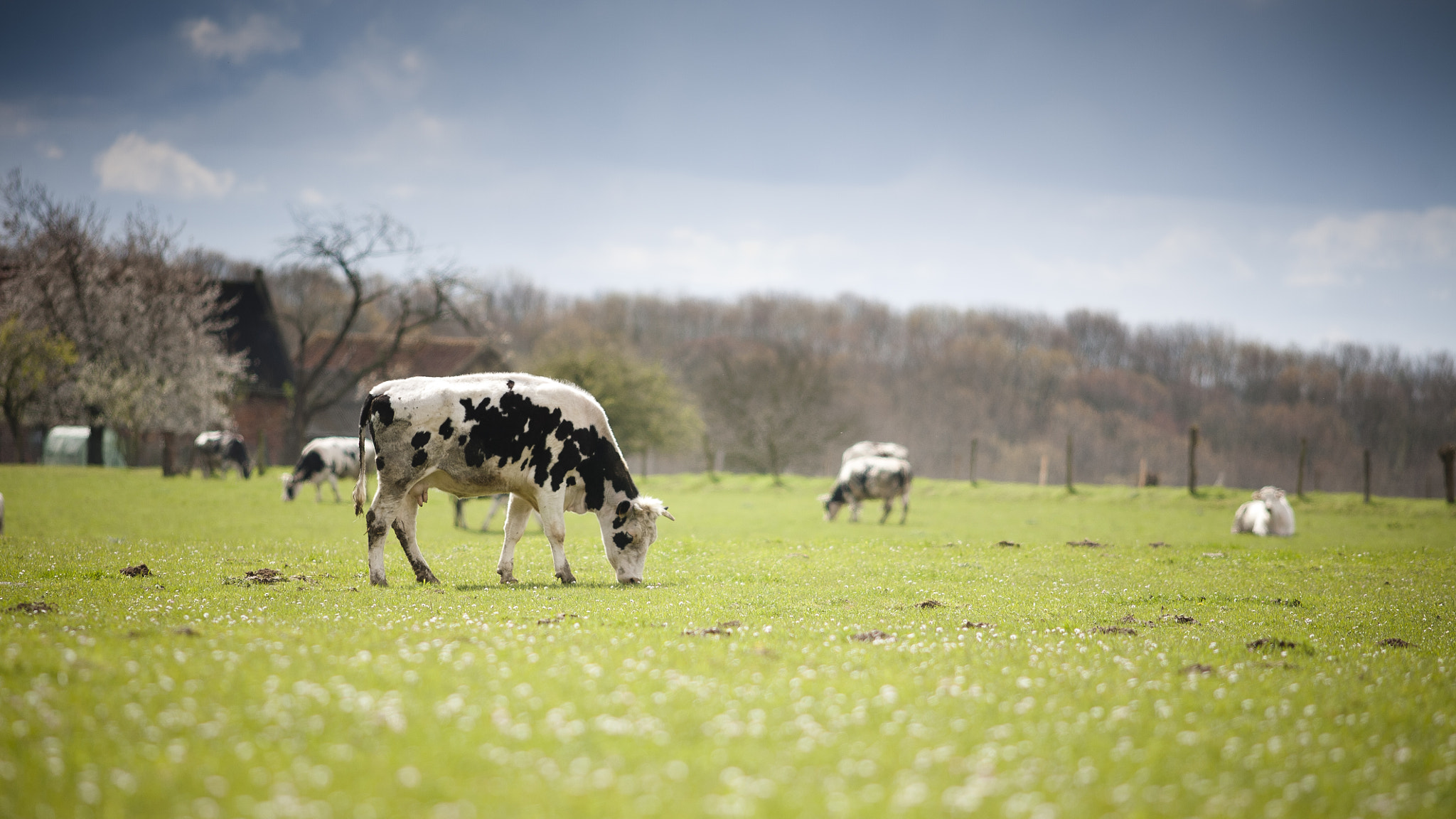 Canon EOS 5D + Canon EF 200mm F2.8L II USM sample photo. Hallerbos photography