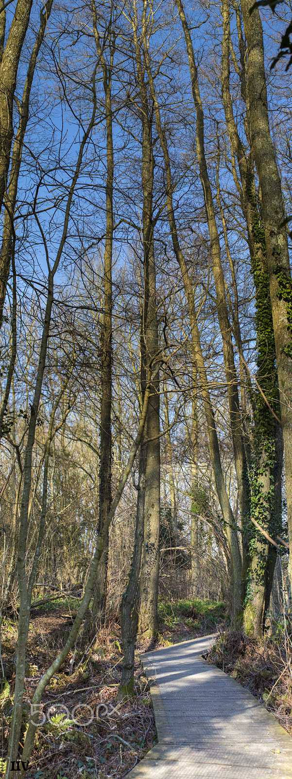 Canon EF 50mm F1.2L USM sample photo. Untitled panorama photography