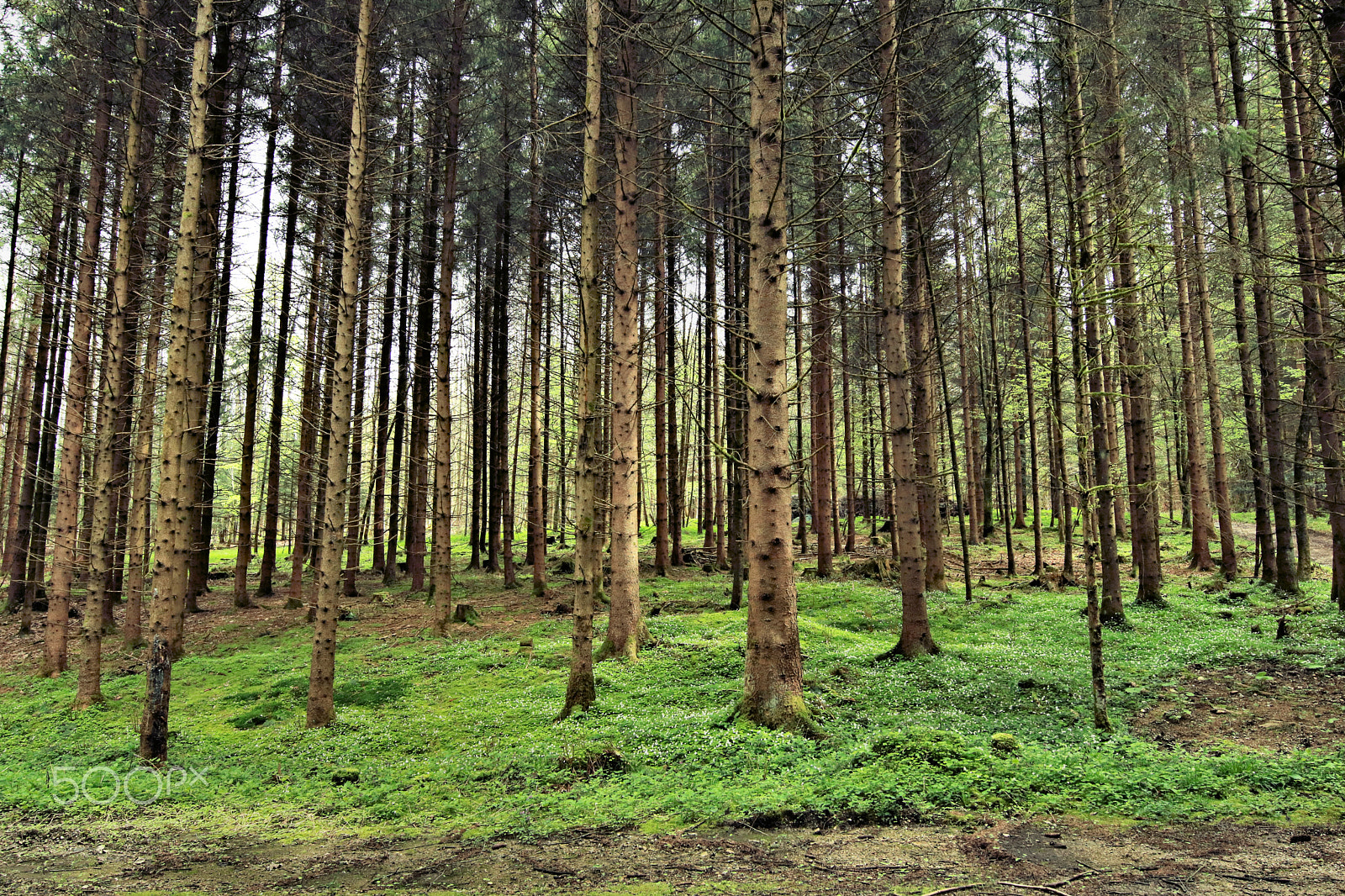 Canon EOS 750D (EOS Rebel T6i / EOS Kiss X8i) sample photo. Der wald erwache1 photography