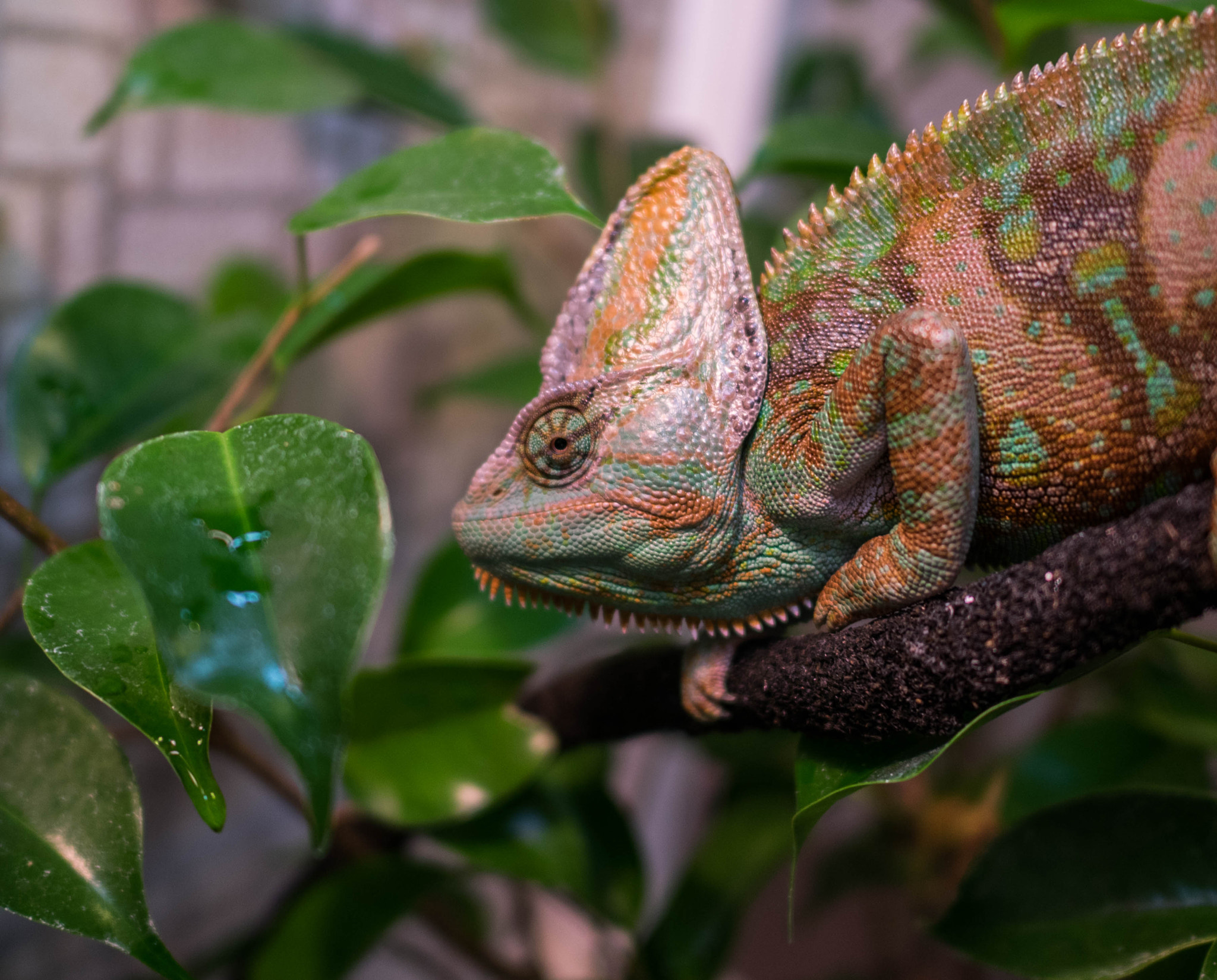 Panasonic Lumix DMC-GM1 + LEICA DG SUMMILUX 15/F1.7 sample photo. Oscar the chameleon photography