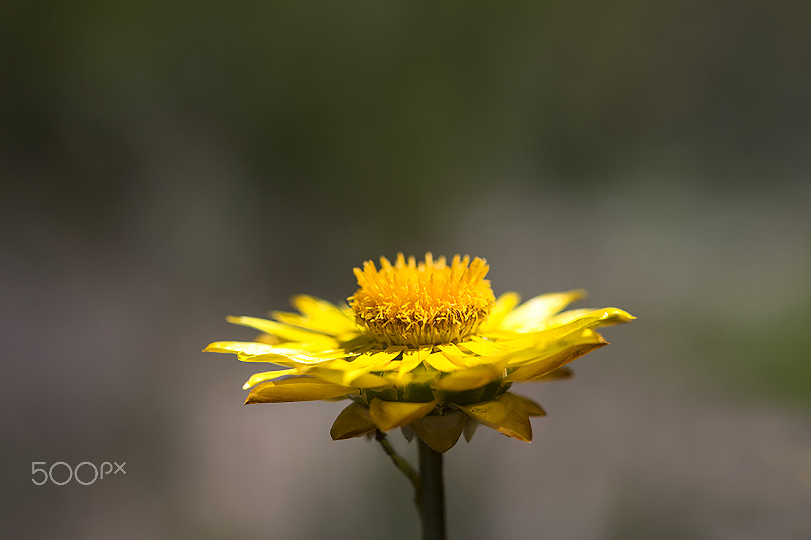 Nikon AF-S Micro-Nikkor 60mm F2.8G ED sample photo. Sunshine photography