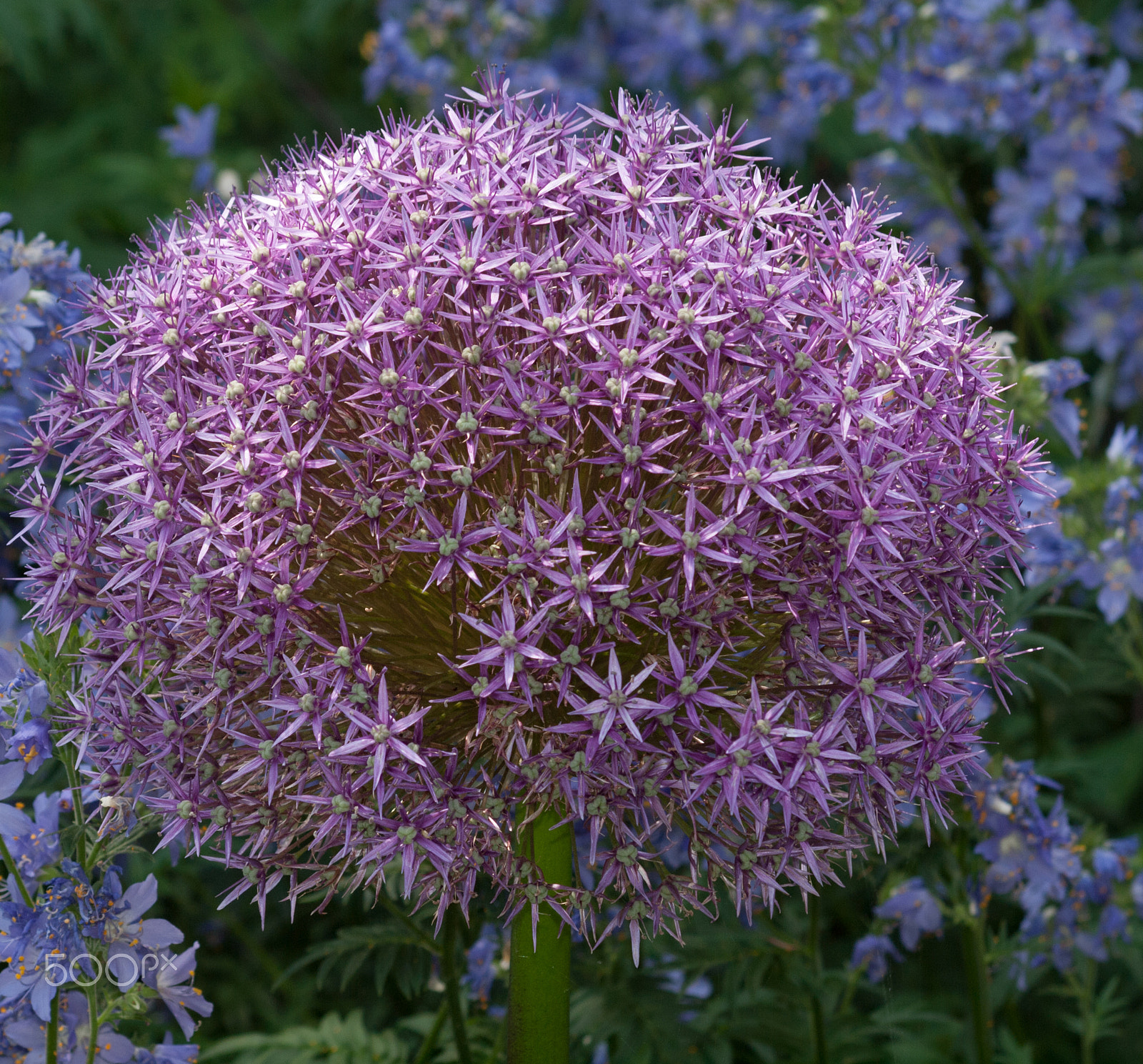 Olympus Zuiko Digital ED 70-300mm F4.0-5.6 sample photo. Purple haze photography
