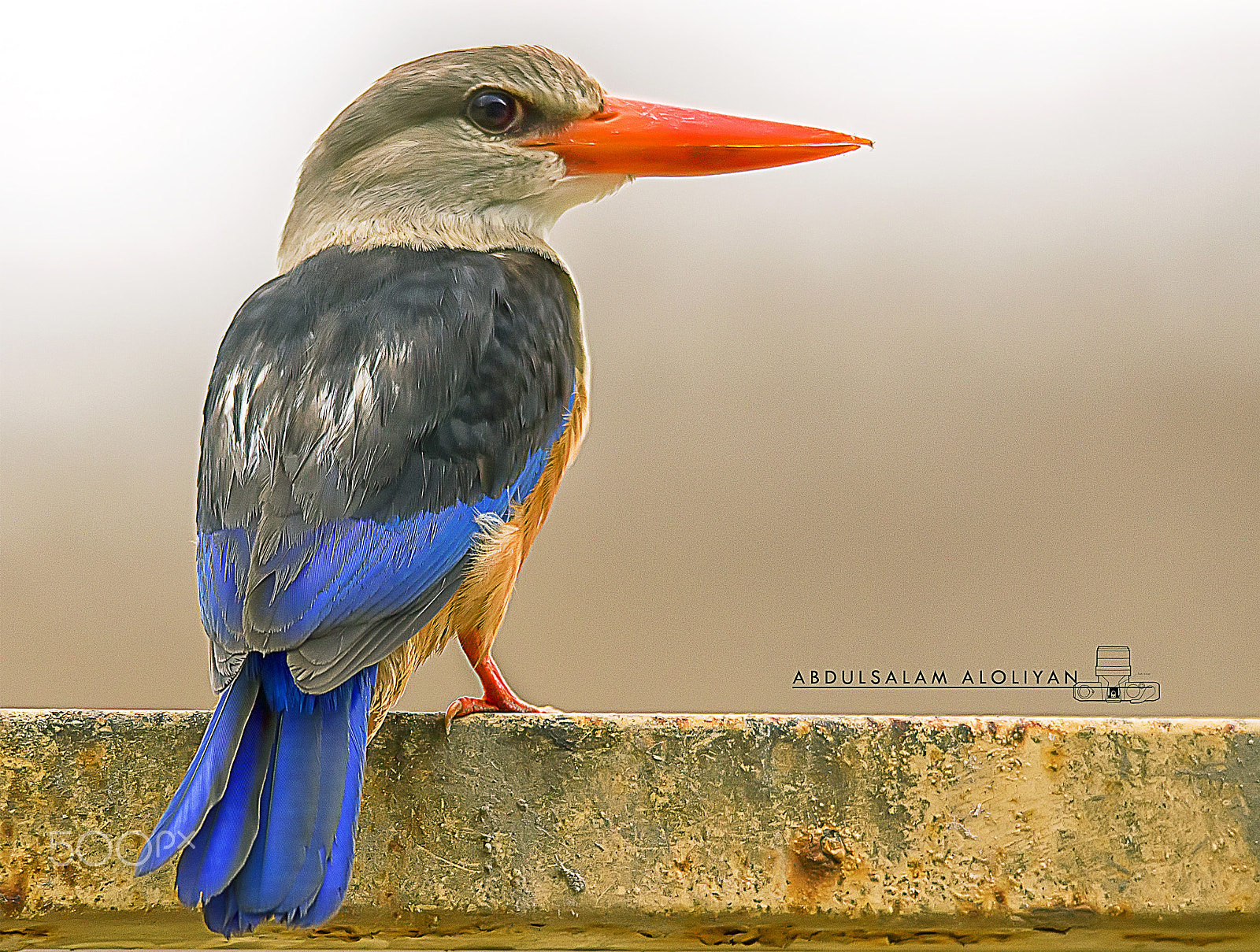 Sigma 150-500mm F5-6.3 DG OS HSM sample photo. Grey-headed kingfisher photography
