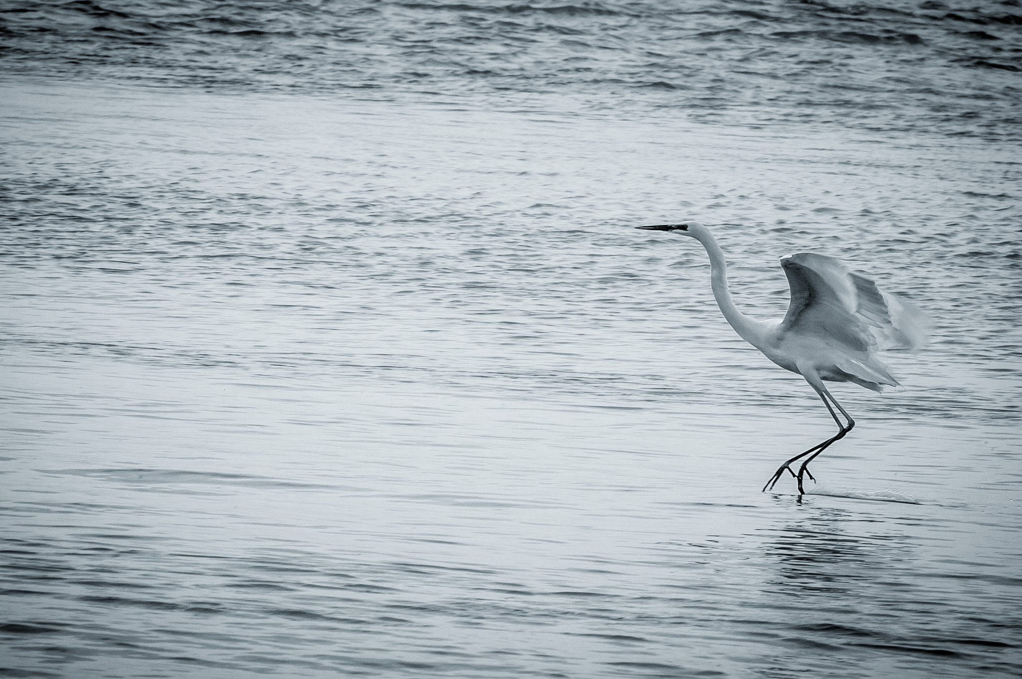 Nikon D3200 + AF Nikkor 70-210mm f/4-5.6 sample photo. Great egret photography