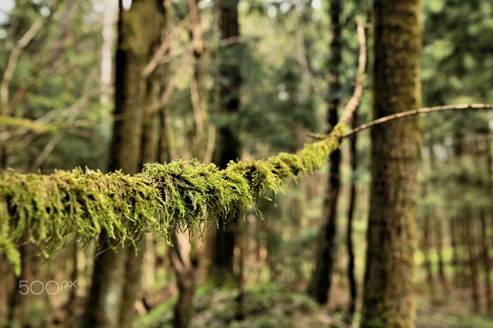 Canon EOS 750D (EOS Rebel T6i / EOS Kiss X8i) sample photo. Der wald erwache2 photography