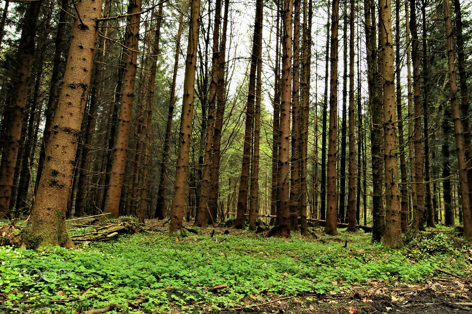 Canon EOS 750D (EOS Rebel T6i / EOS Kiss X8i) sample photo. Der wald erwache3 photography