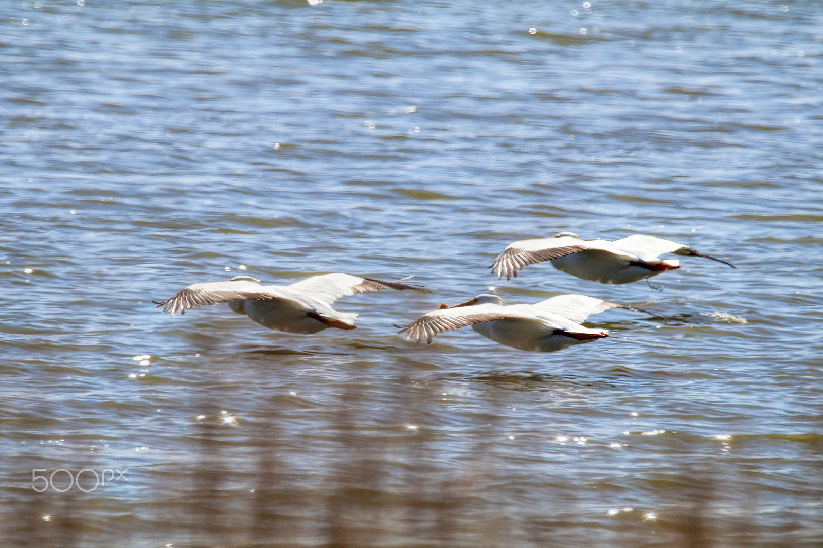 Sigma 150-600mm F5-6.3 DG OS HSM | C sample photo. Synchronization photography