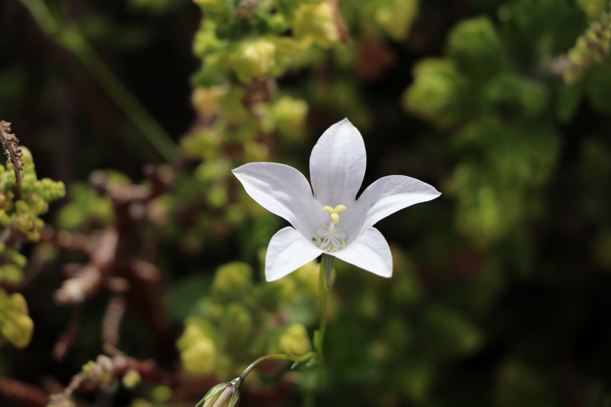 Canon EF-S 18-135mm F3.5-5.6 IS USM sample photo. Close-up of a white flower at kirstenbosch nation. photography