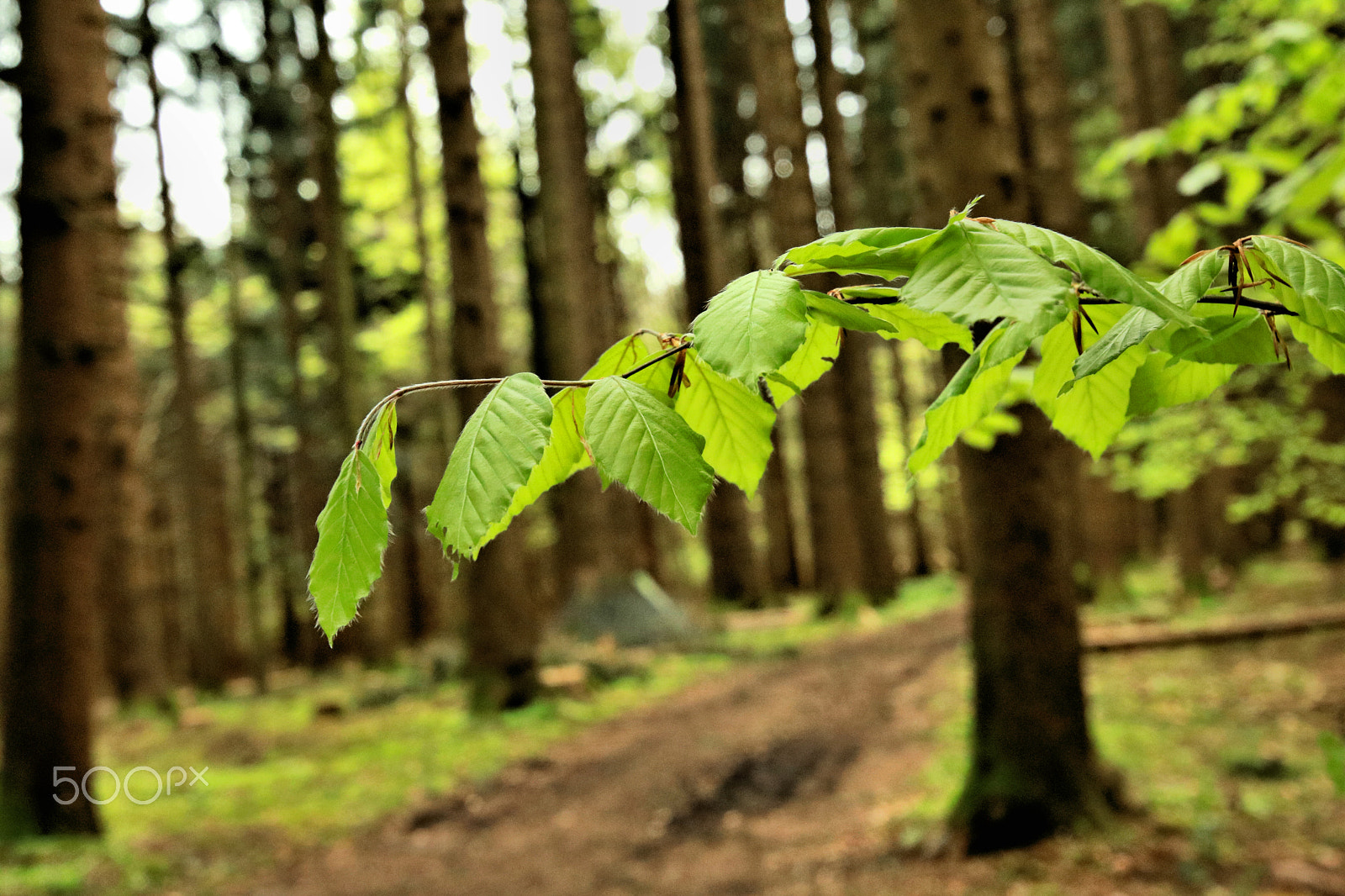 Canon EOS 750D (EOS Rebel T6i / EOS Kiss X8i) sample photo. Der wald erwache4 photography