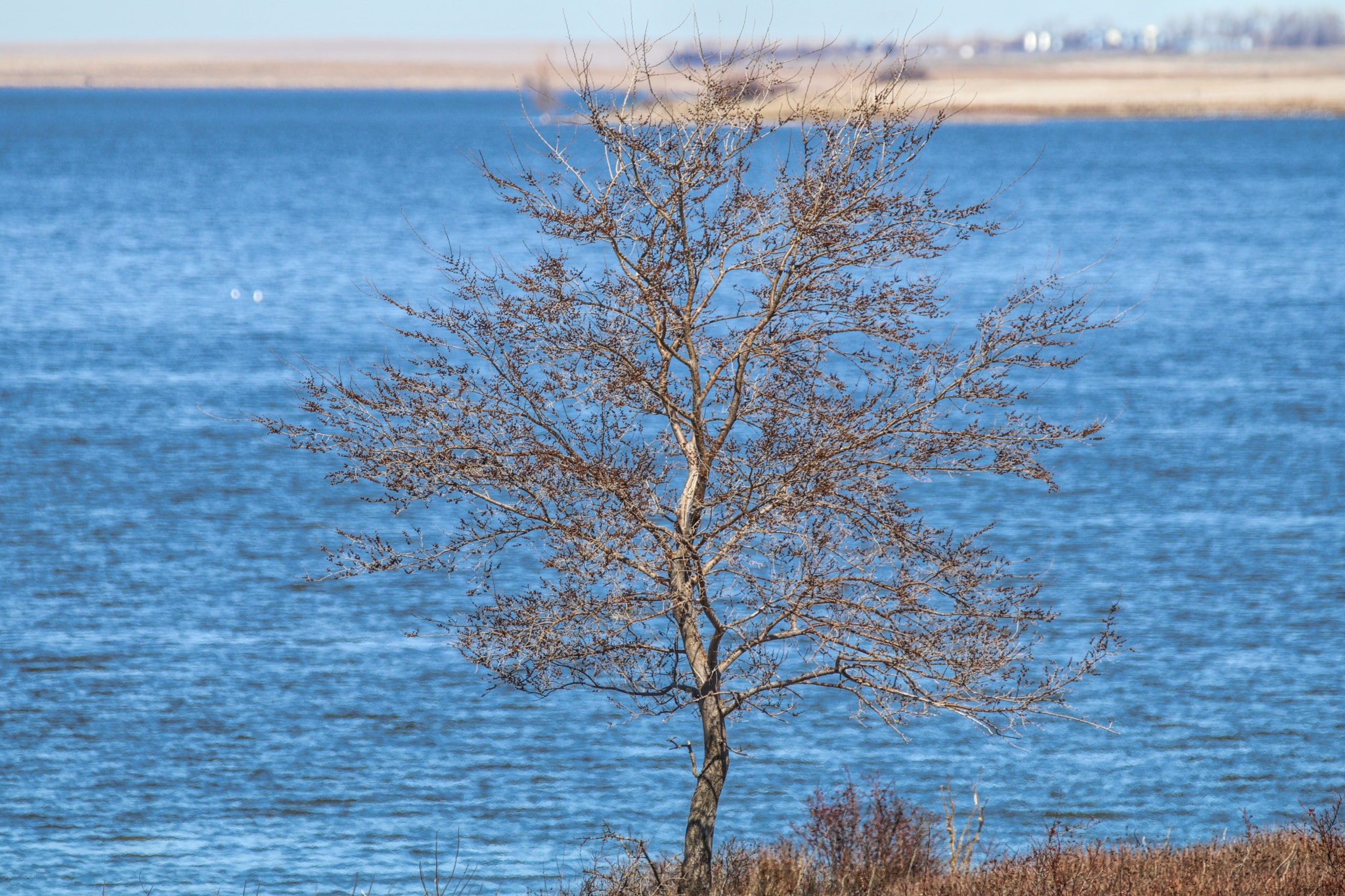 Sigma 150-600mm F5-6.3 DG OS HSM | C sample photo. Going green photography