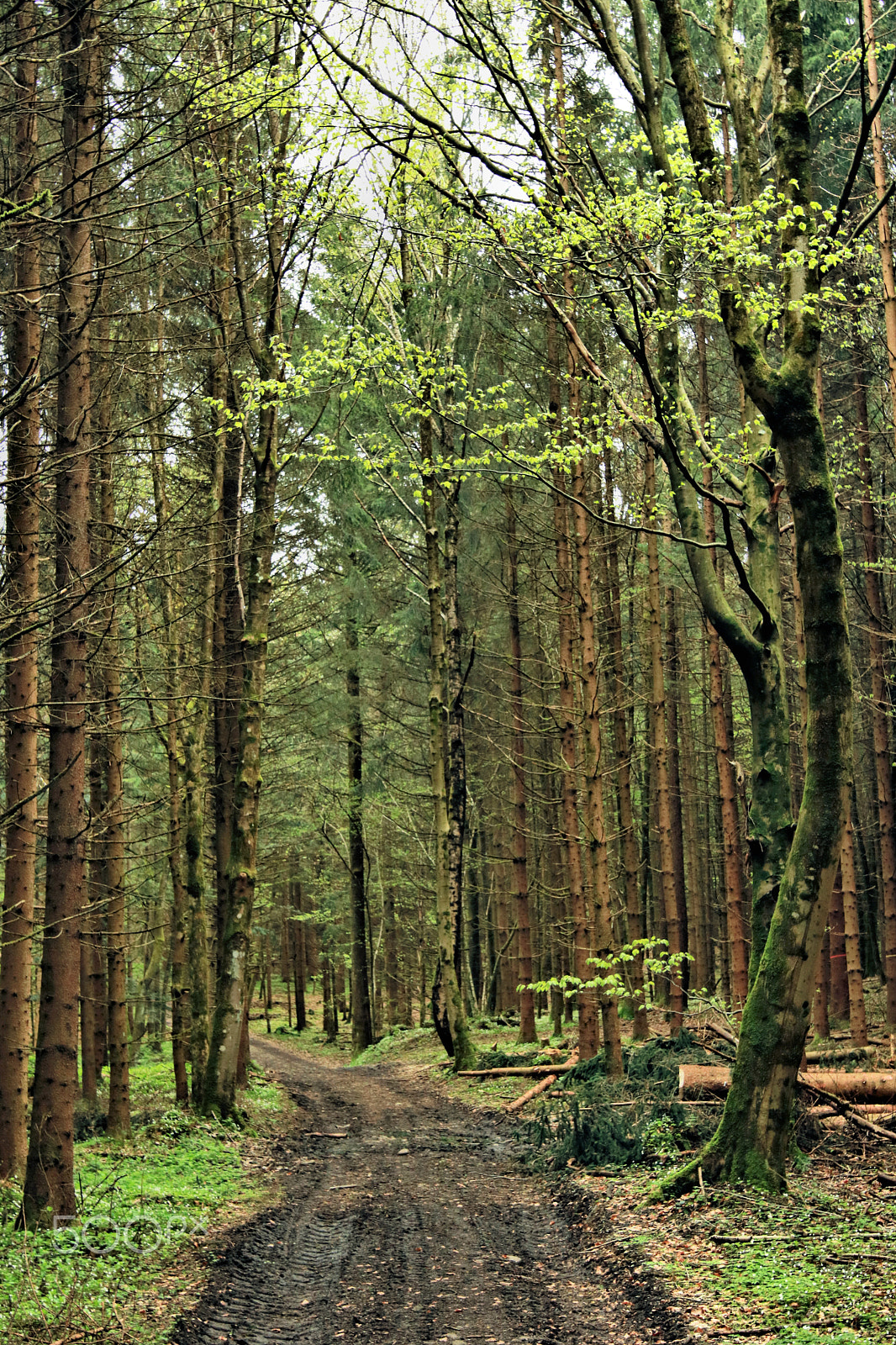 Canon EOS 750D (EOS Rebel T6i / EOS Kiss X8i) sample photo. Der wald erwache5 photography