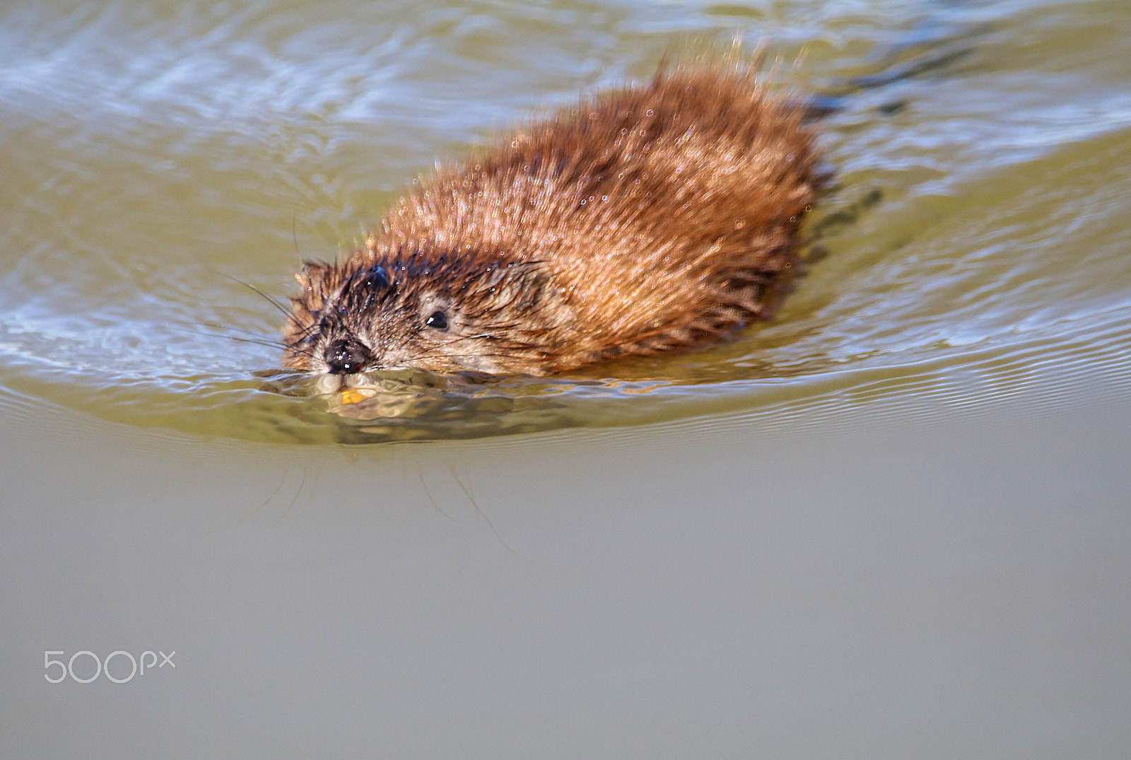Sigma 150-600mm F5-6.3 DG OS HSM | C sample photo. Mr. beaver photography