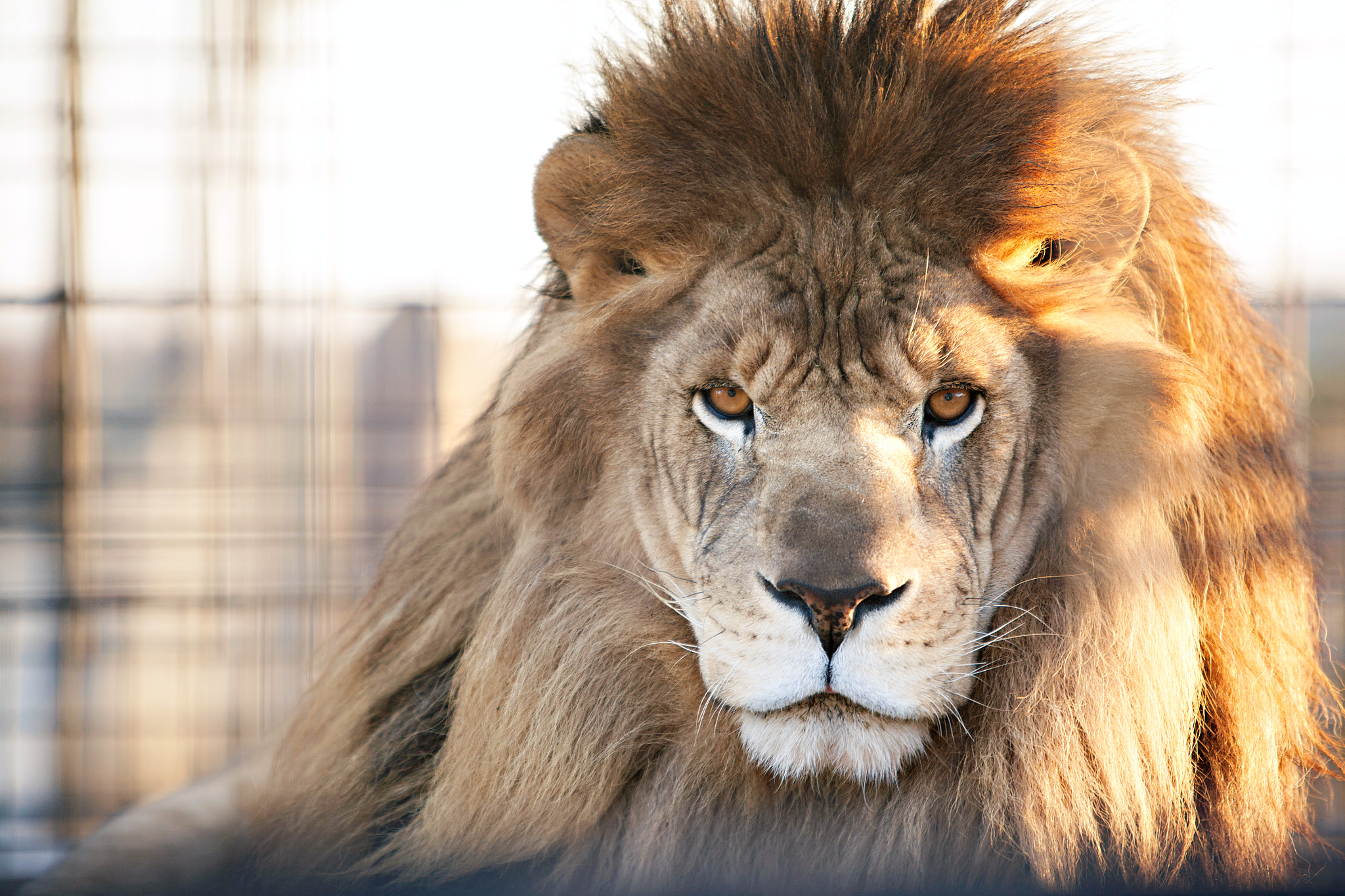 Canon EF 70-200mm F2.8L IS USM sample photo. Leo photography