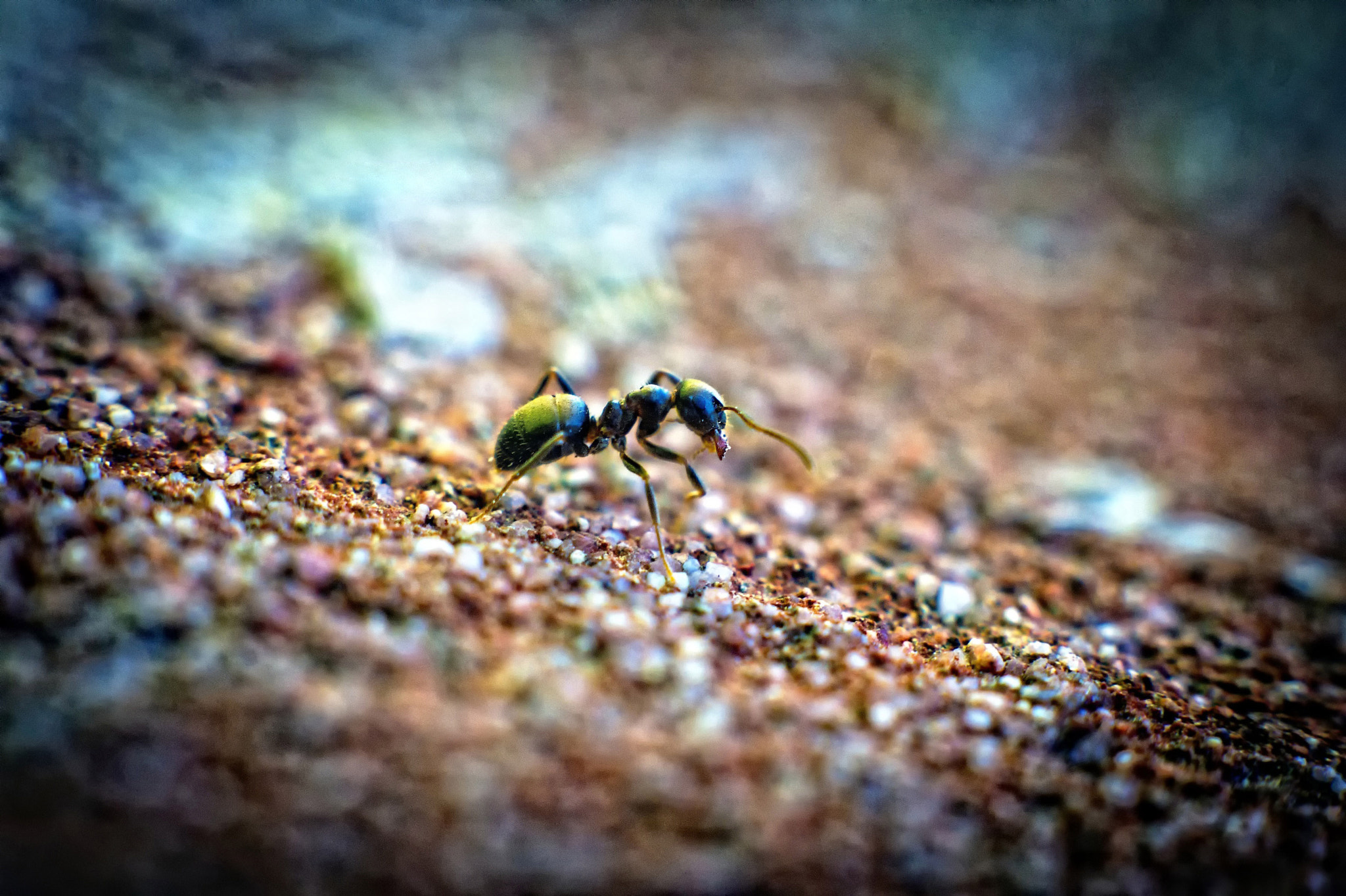 Sony Alpha DSLR-A580 sample photo. Ant on the run photography