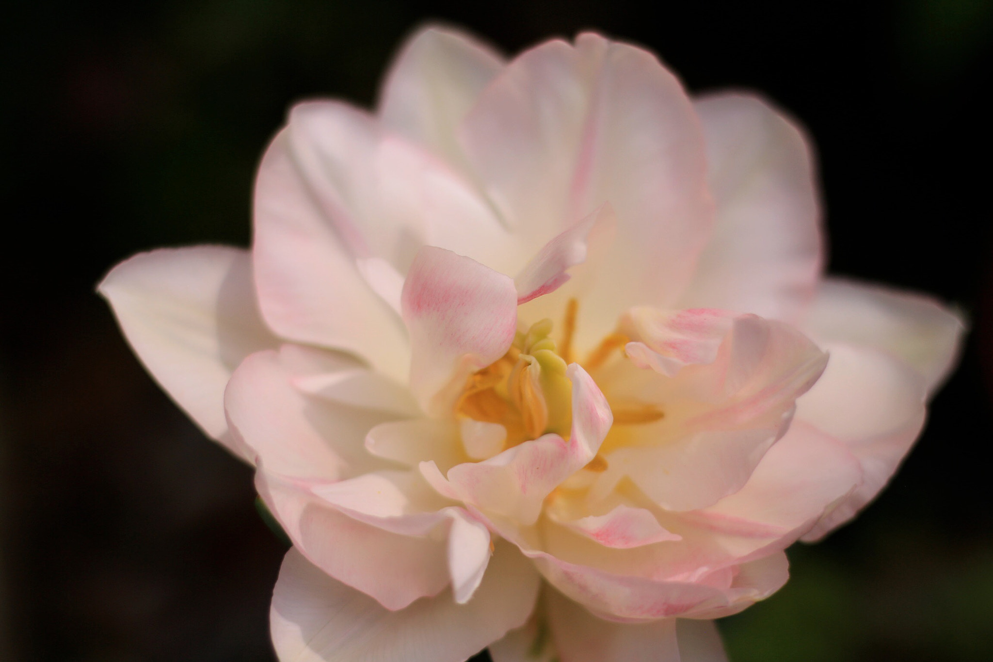 Canon EOS M + Canon EF 50mm F1.8 STM sample photo